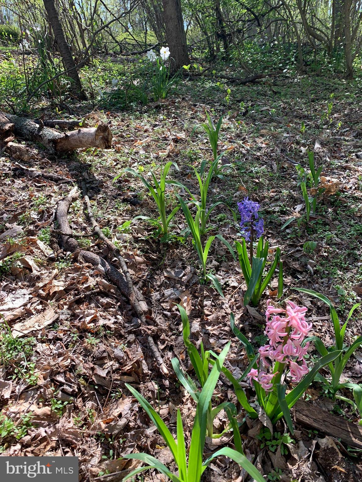 HICKORY HILL - Residential