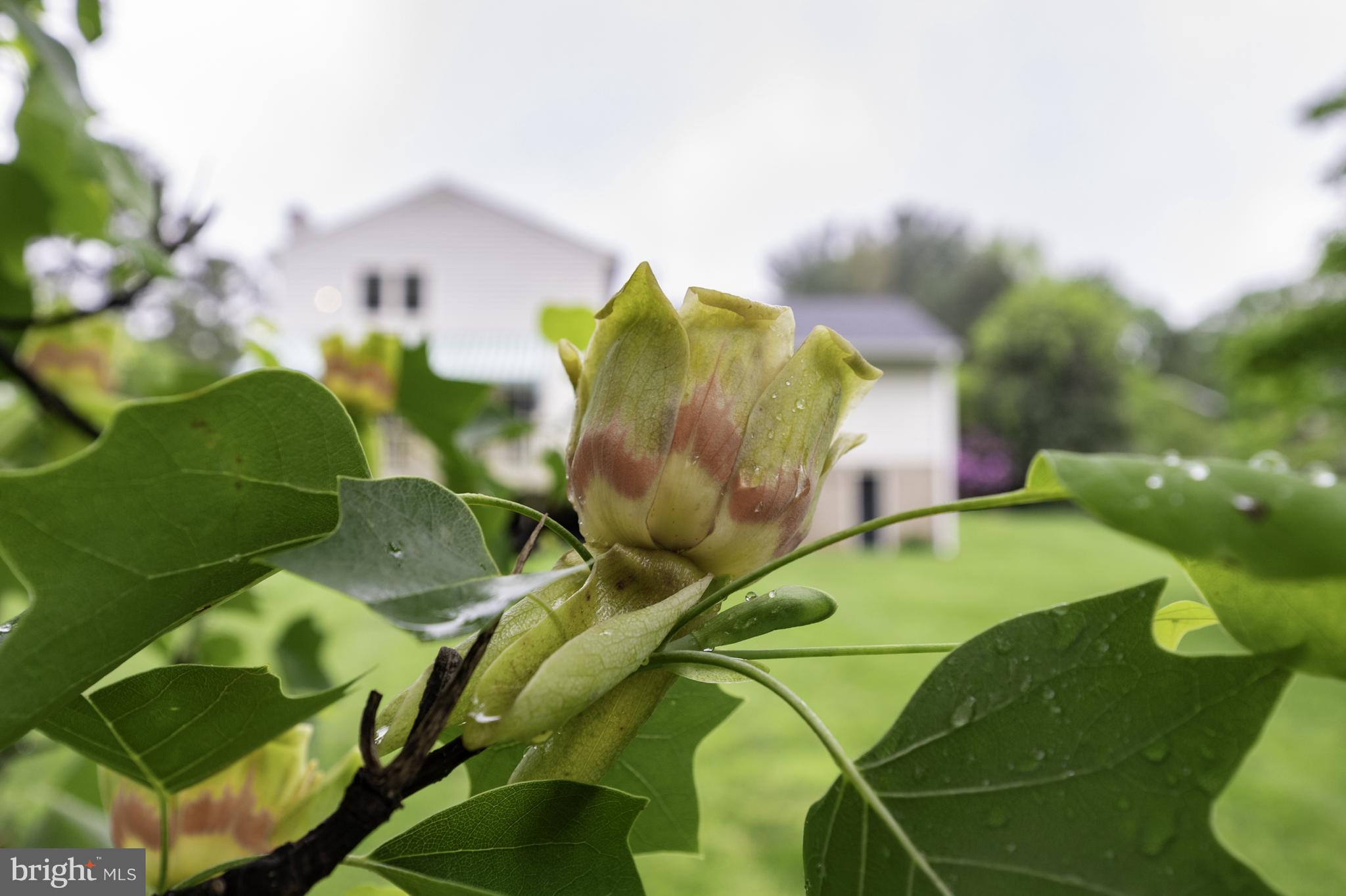 WAYSIDE - Residential