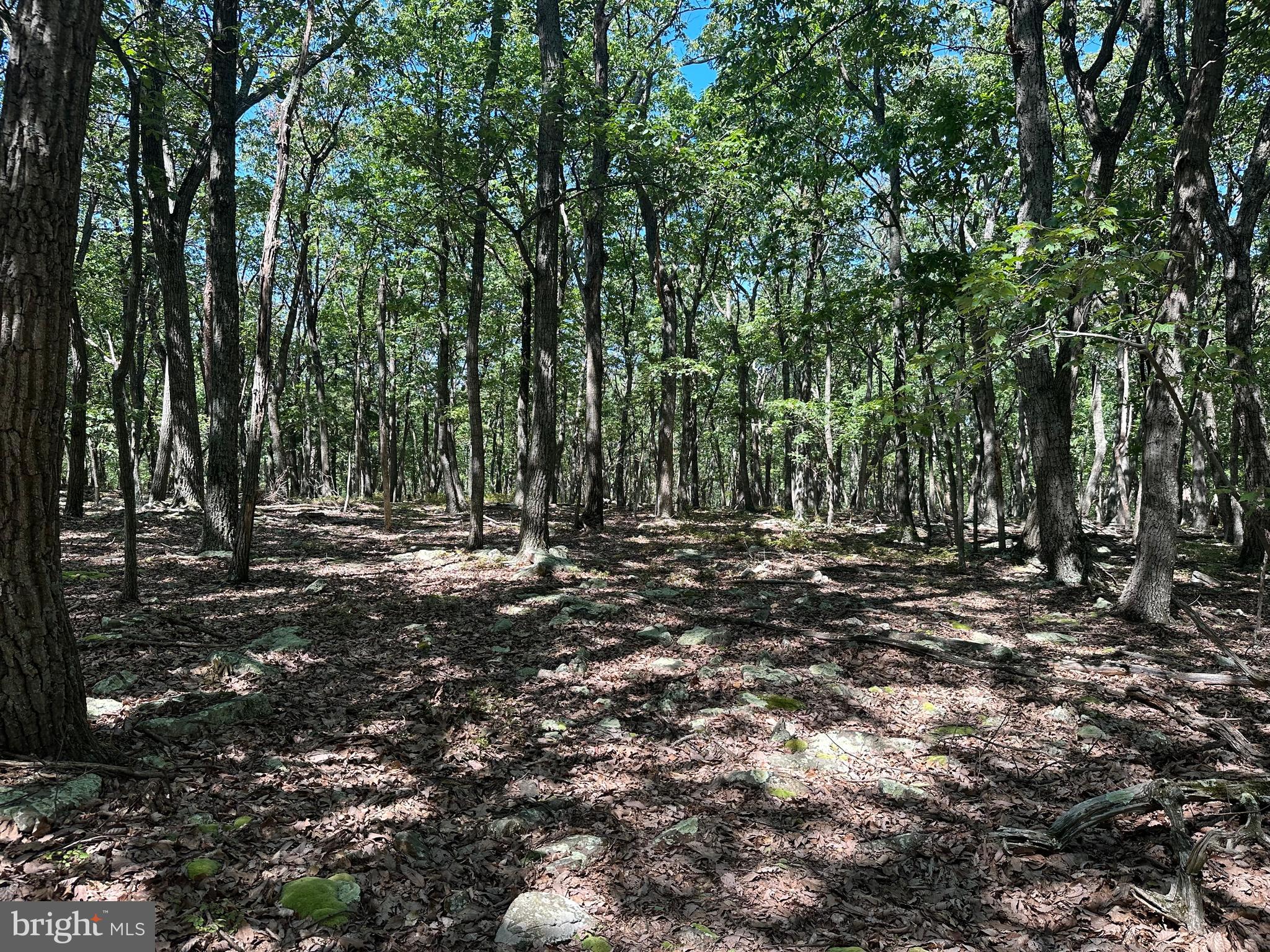 CABIN AT CAPON BRIDGE - Land
