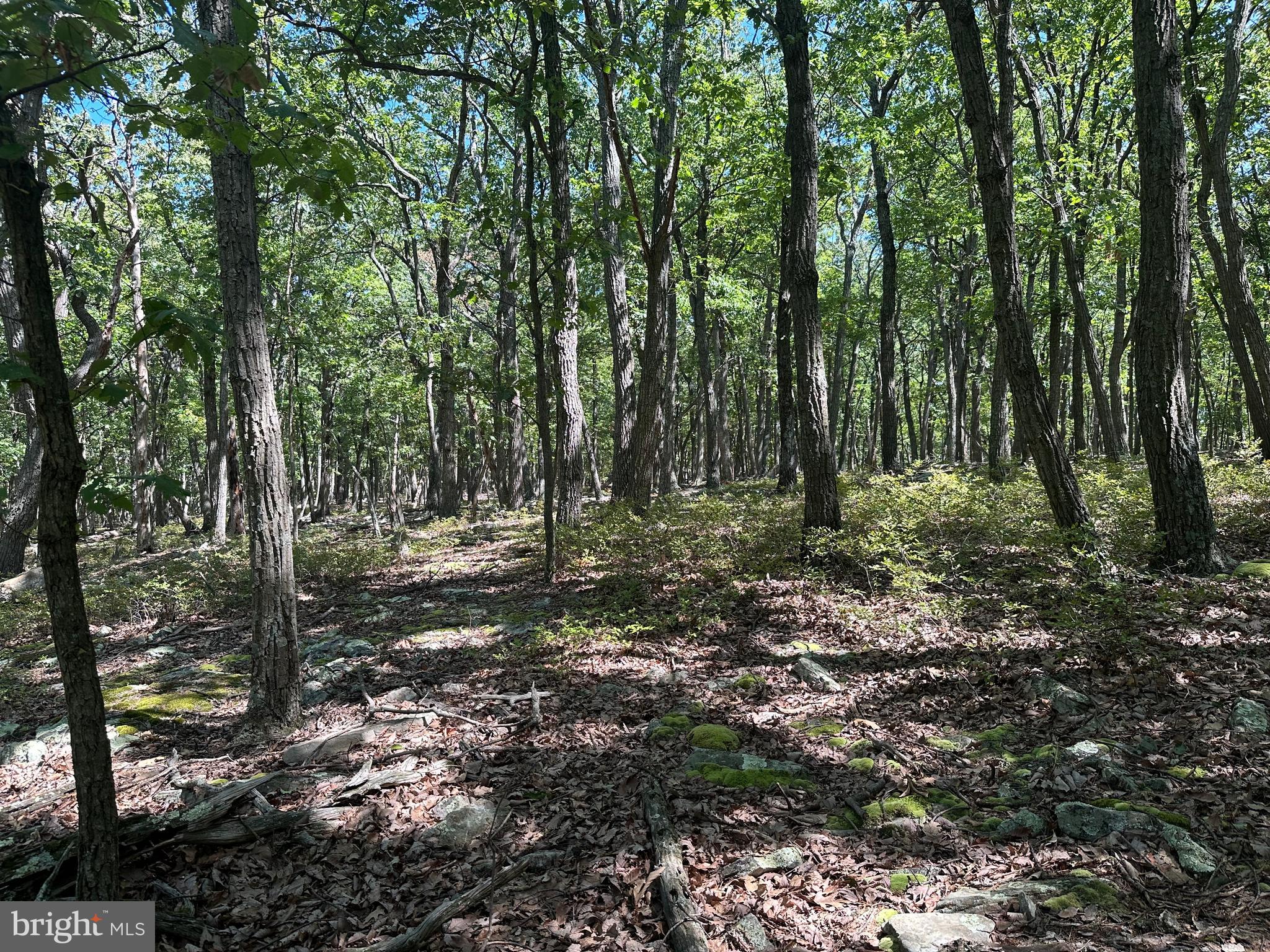 CABIN AT CAPON BRIDGE - Land