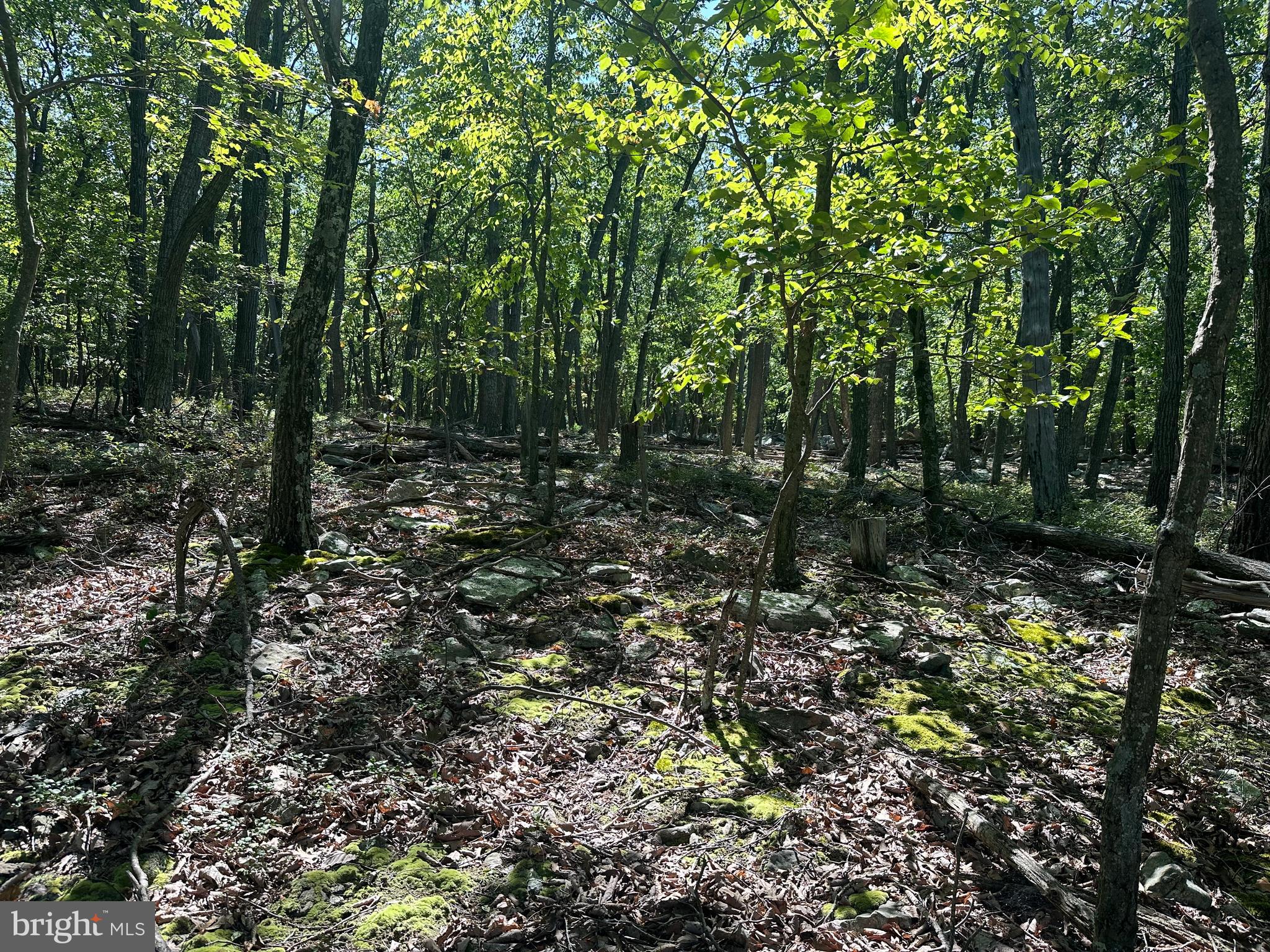 CABIN AT CAPON BRIDGE - Land