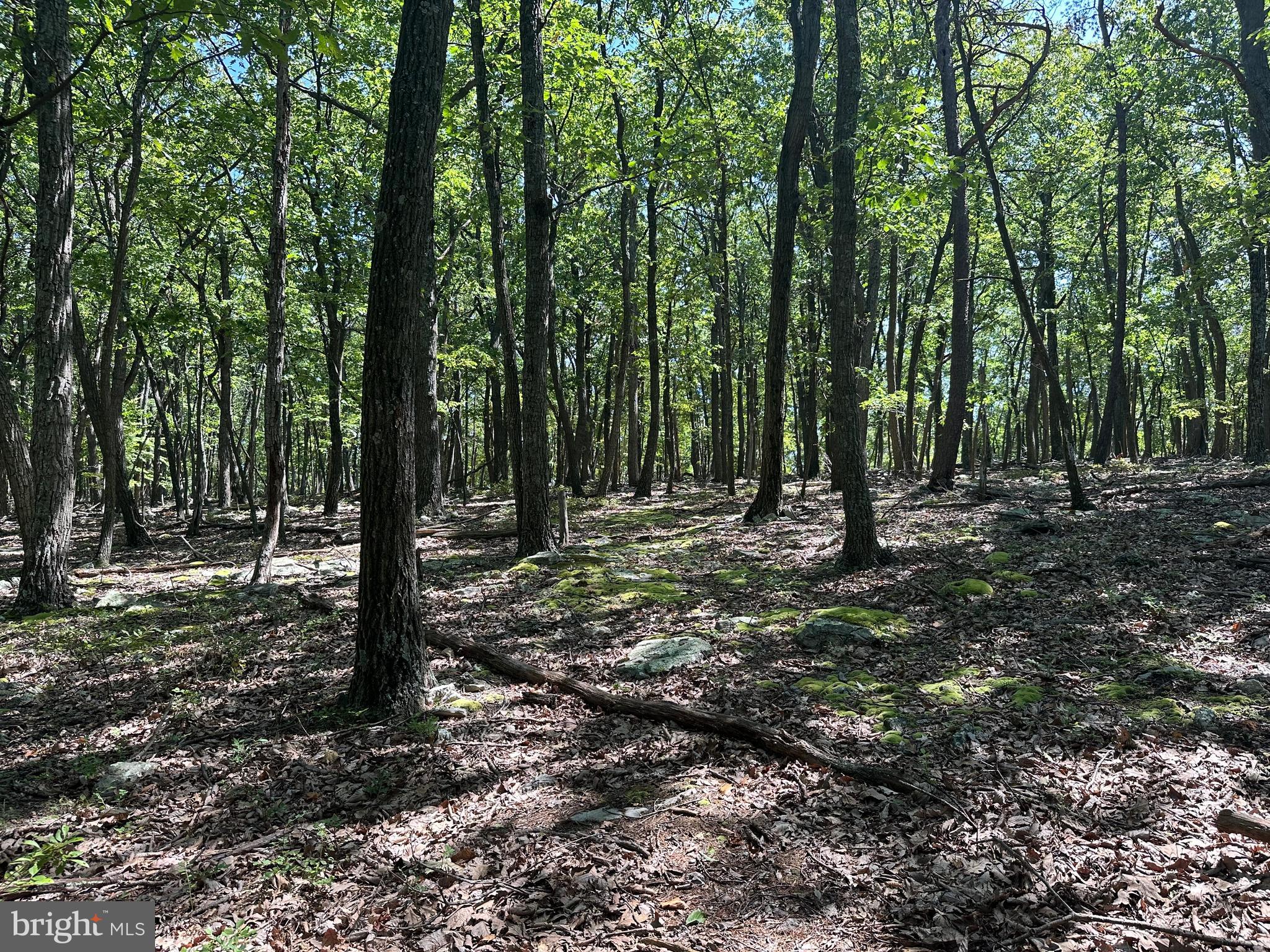CABIN AT CAPON BRIDGE - Land