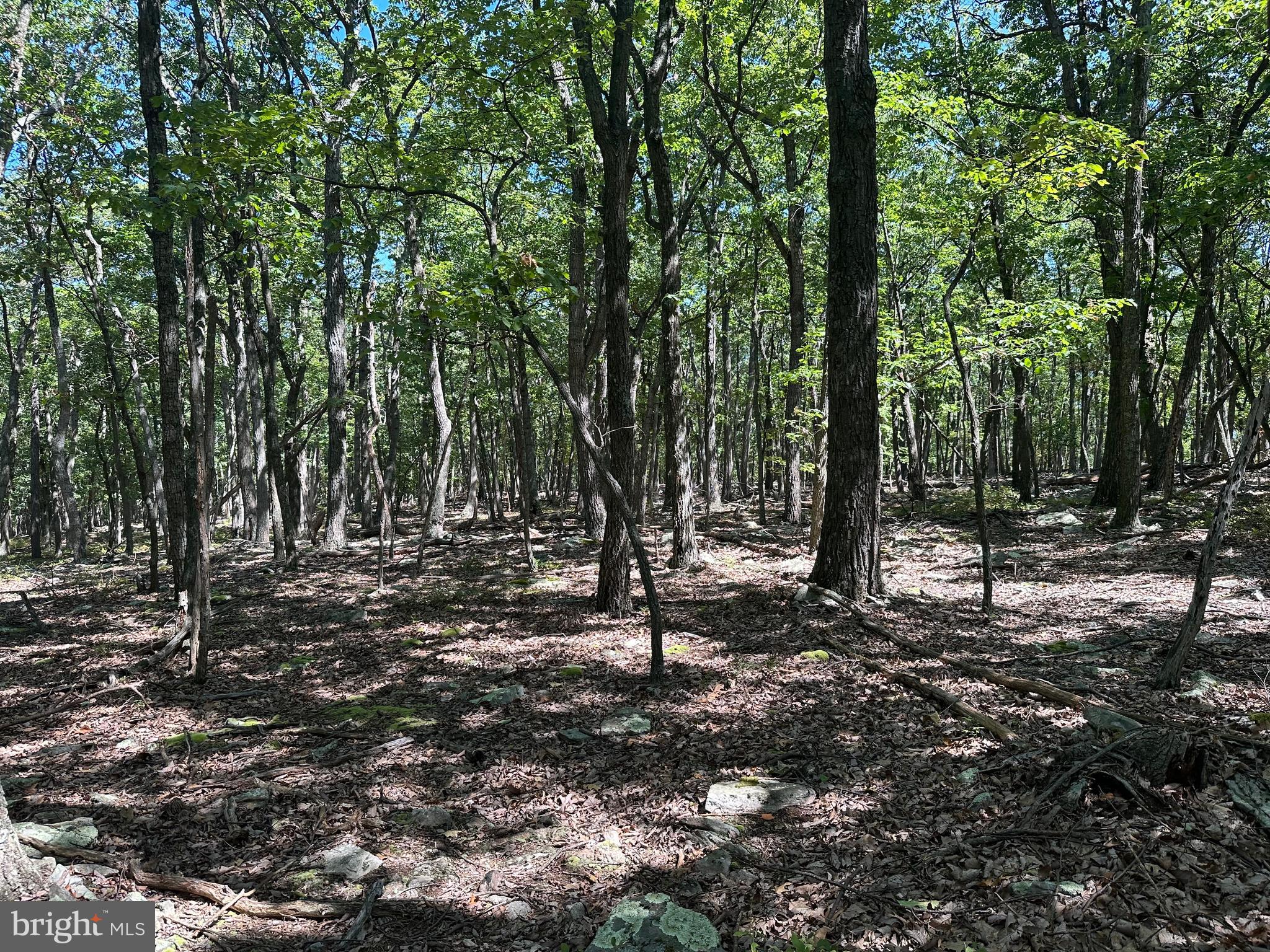 CABIN AT CAPON BRIDGE - Land