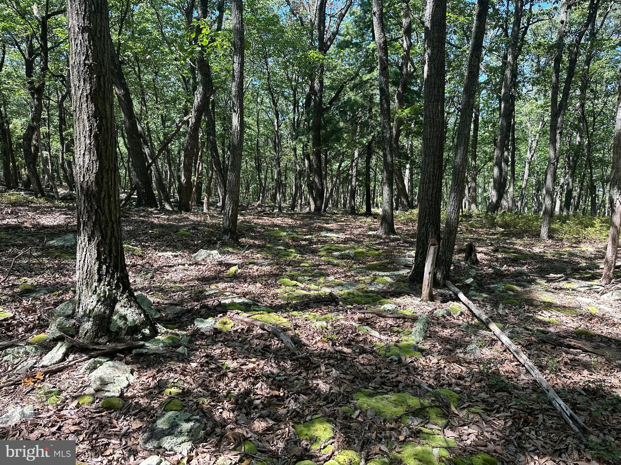 CABIN AT CAPON BRIDGE - Land