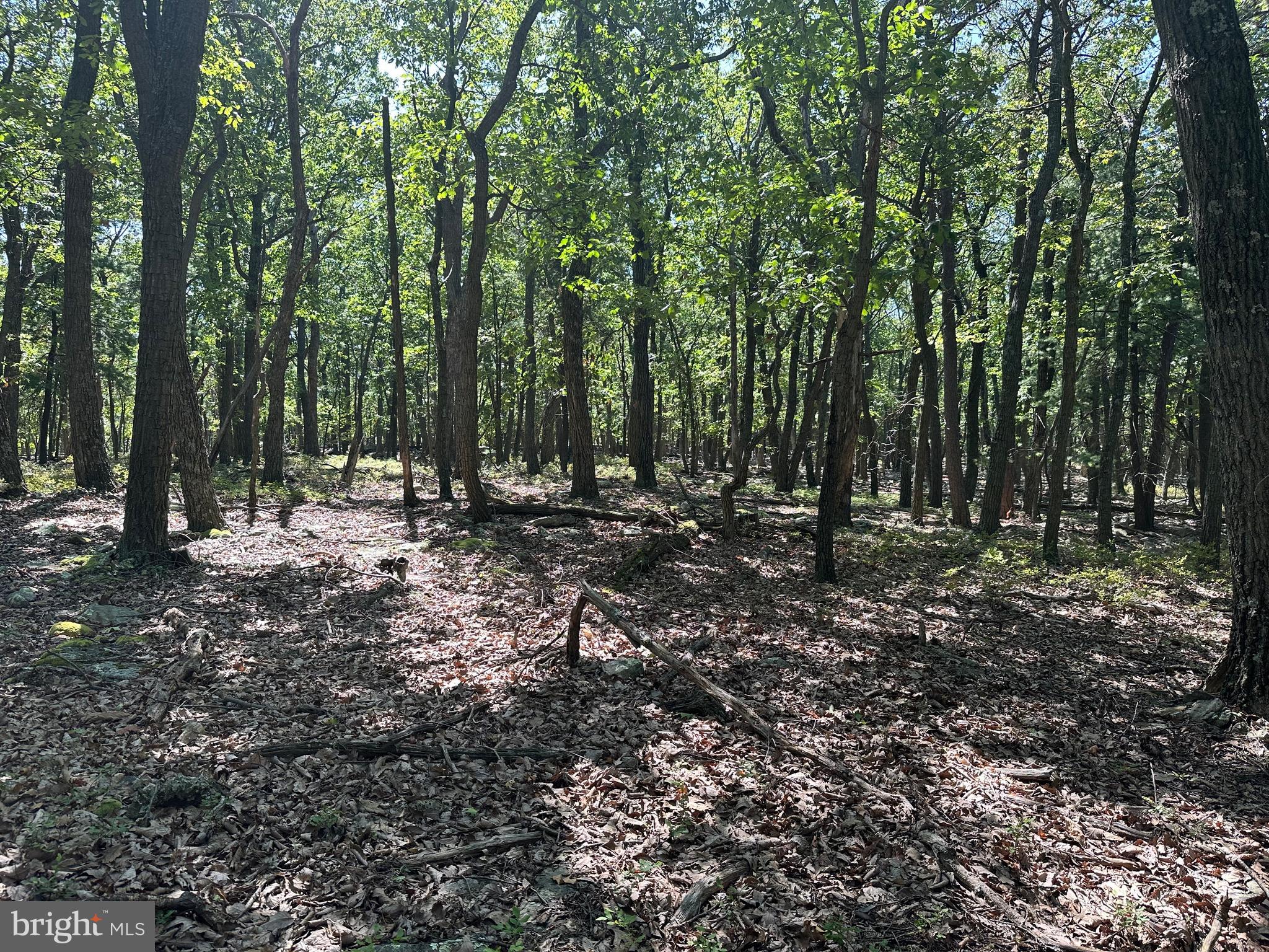 CABIN AT CAPON BRIDGE - Land