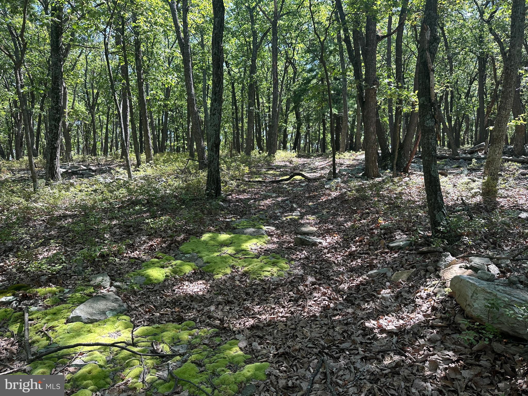 CABIN AT CAPON BRIDGE - Land