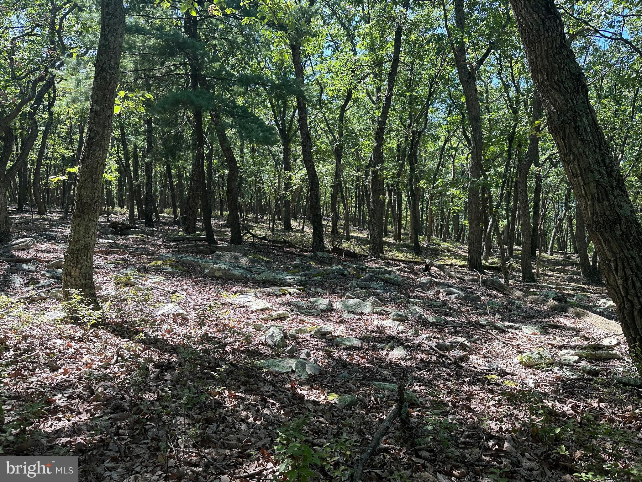 CABIN AT CAPON BRIDGE - Land