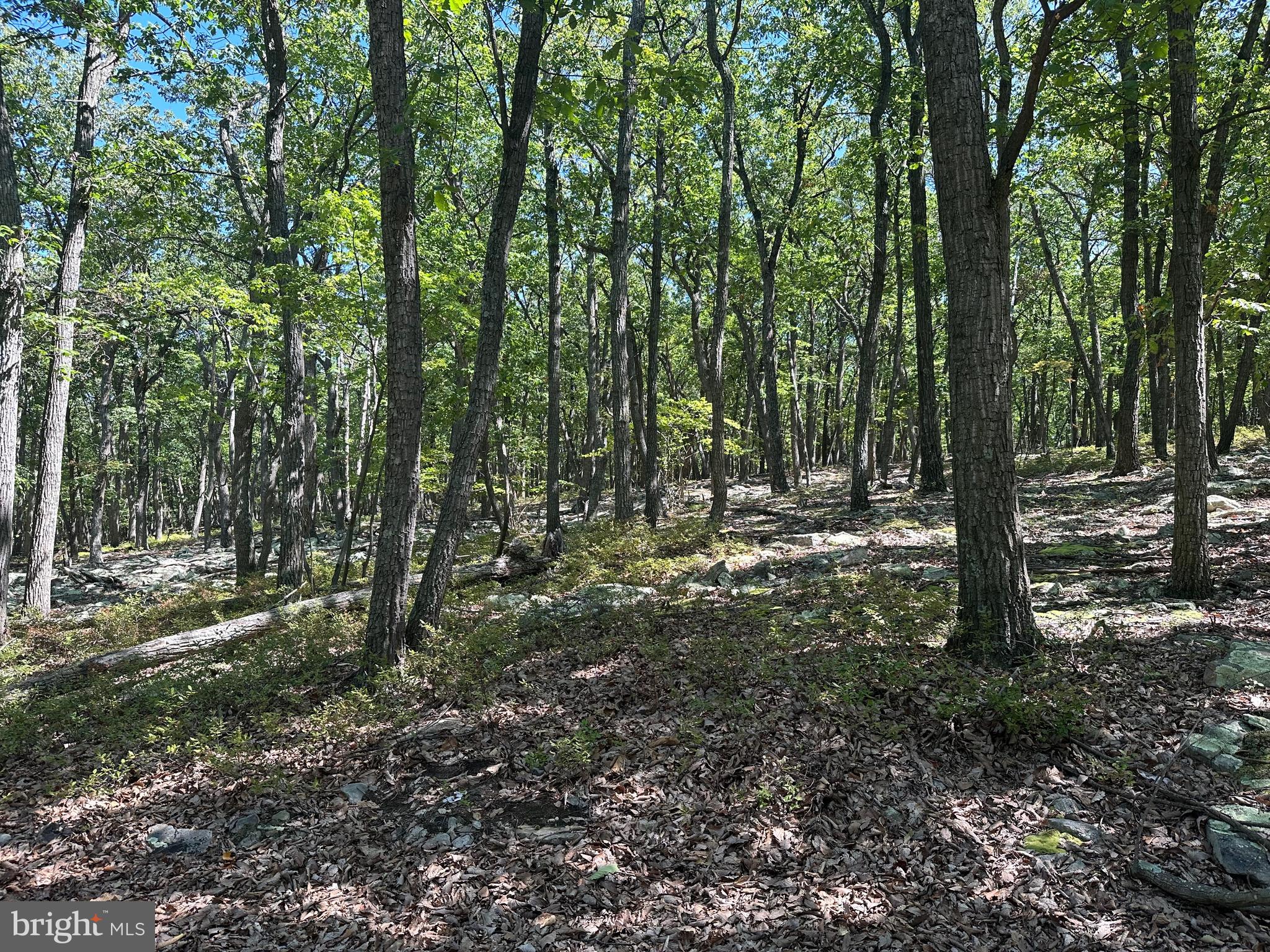CABIN AT CAPON BRIDGE - Land