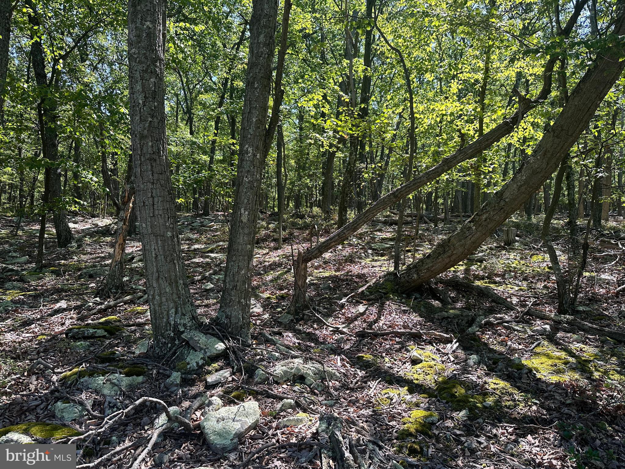 CABIN AT CAPON BRIDGE - Land