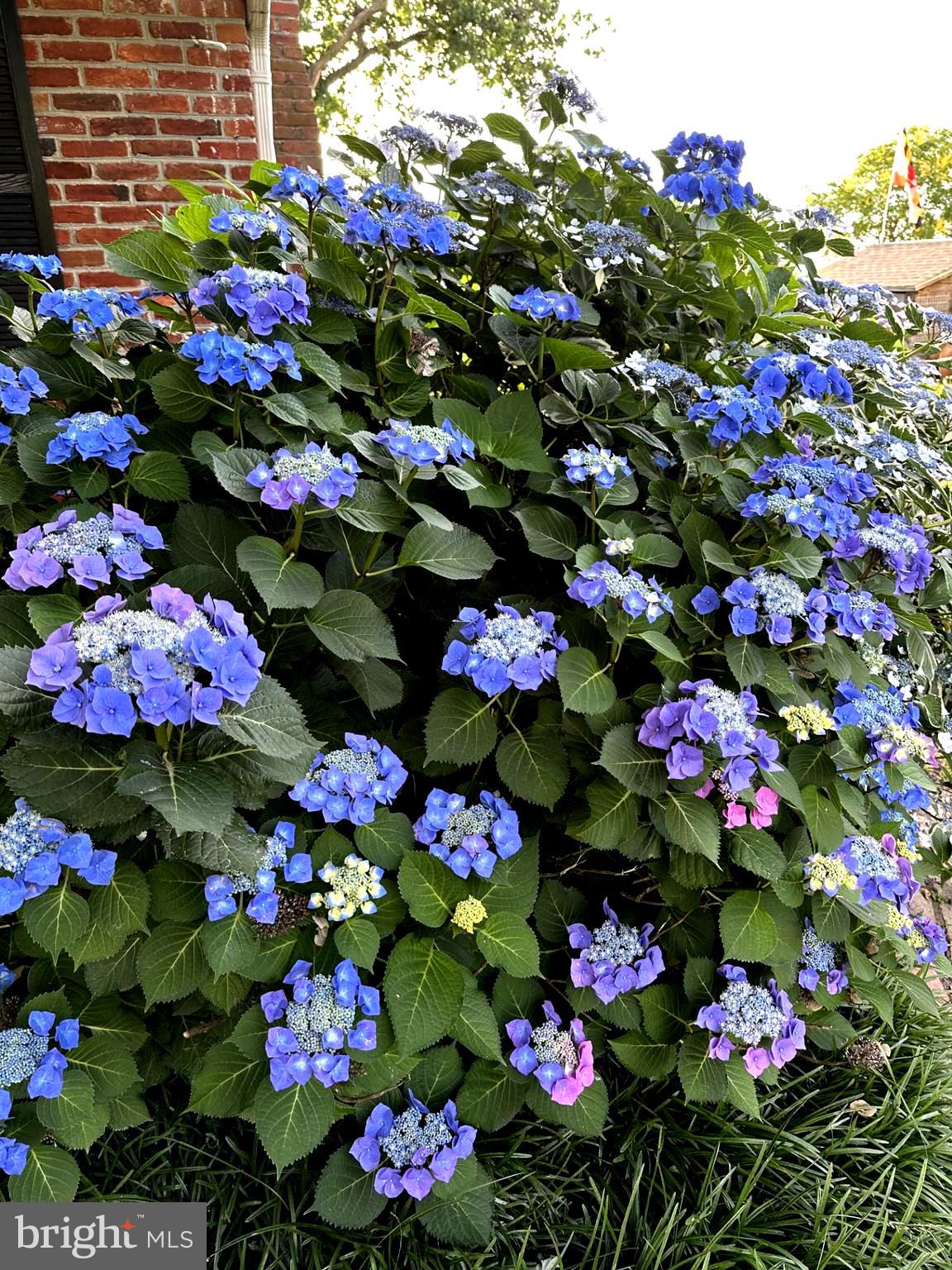 QUEEN ANNE COLONY - Residential