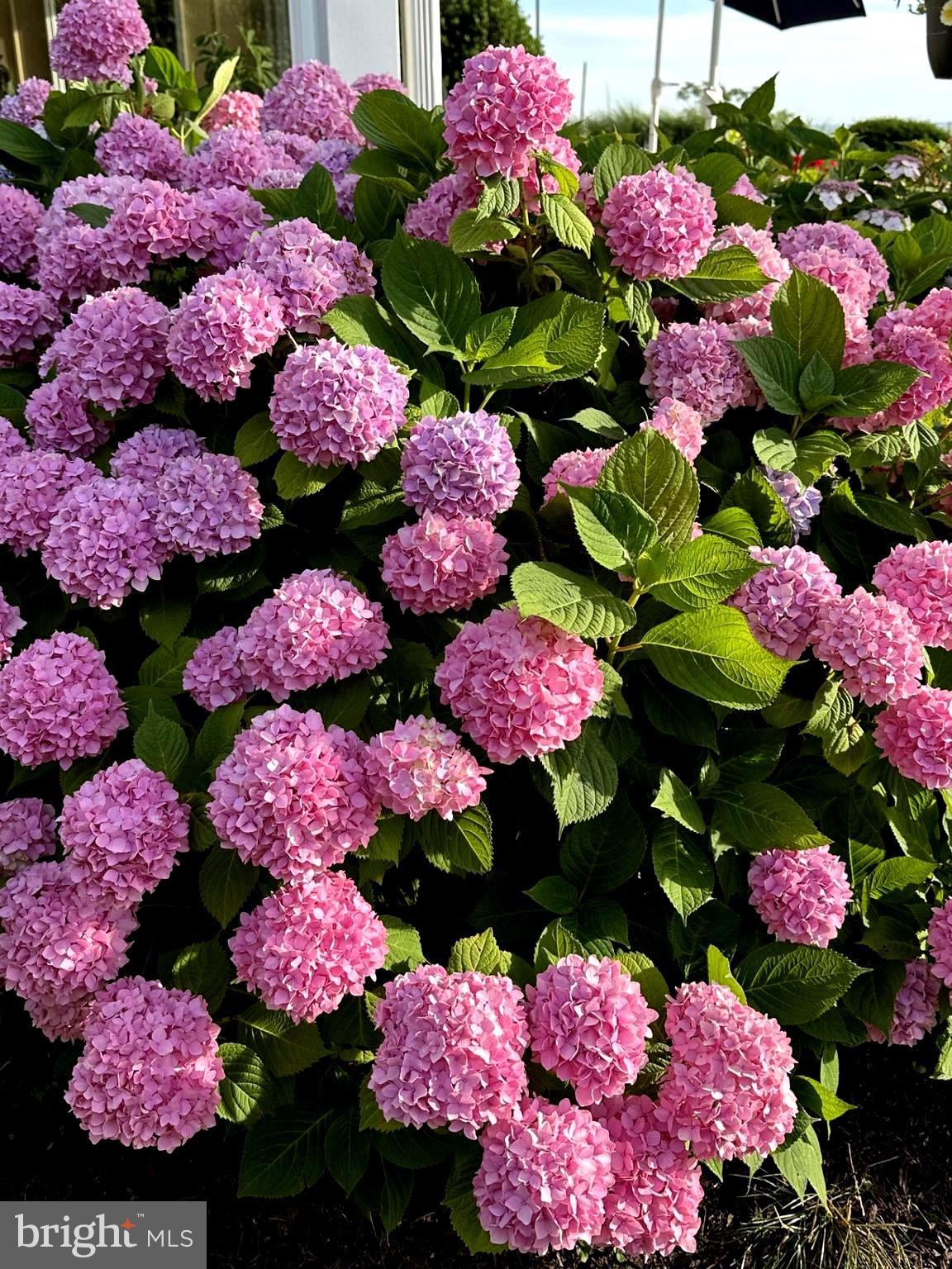 QUEEN ANNE COLONY - Residential