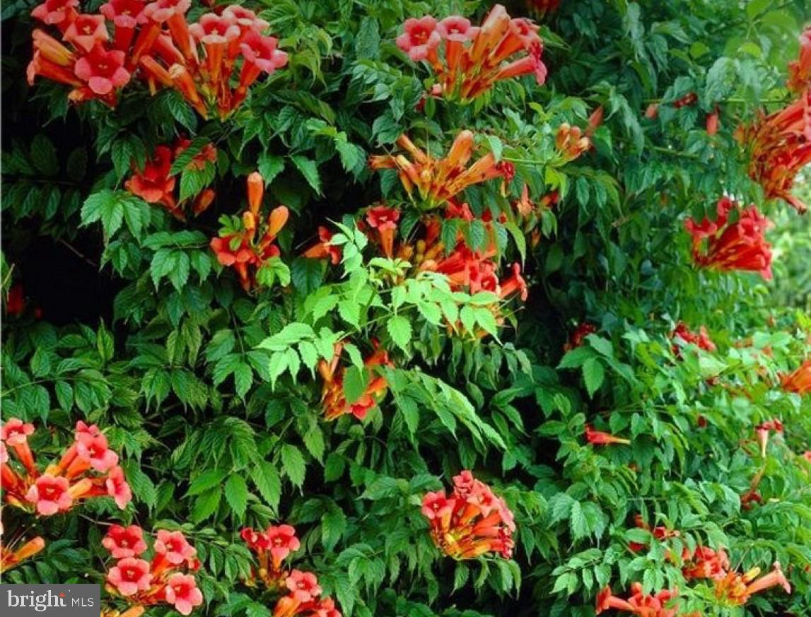 HILLCREST MDWS - Residential