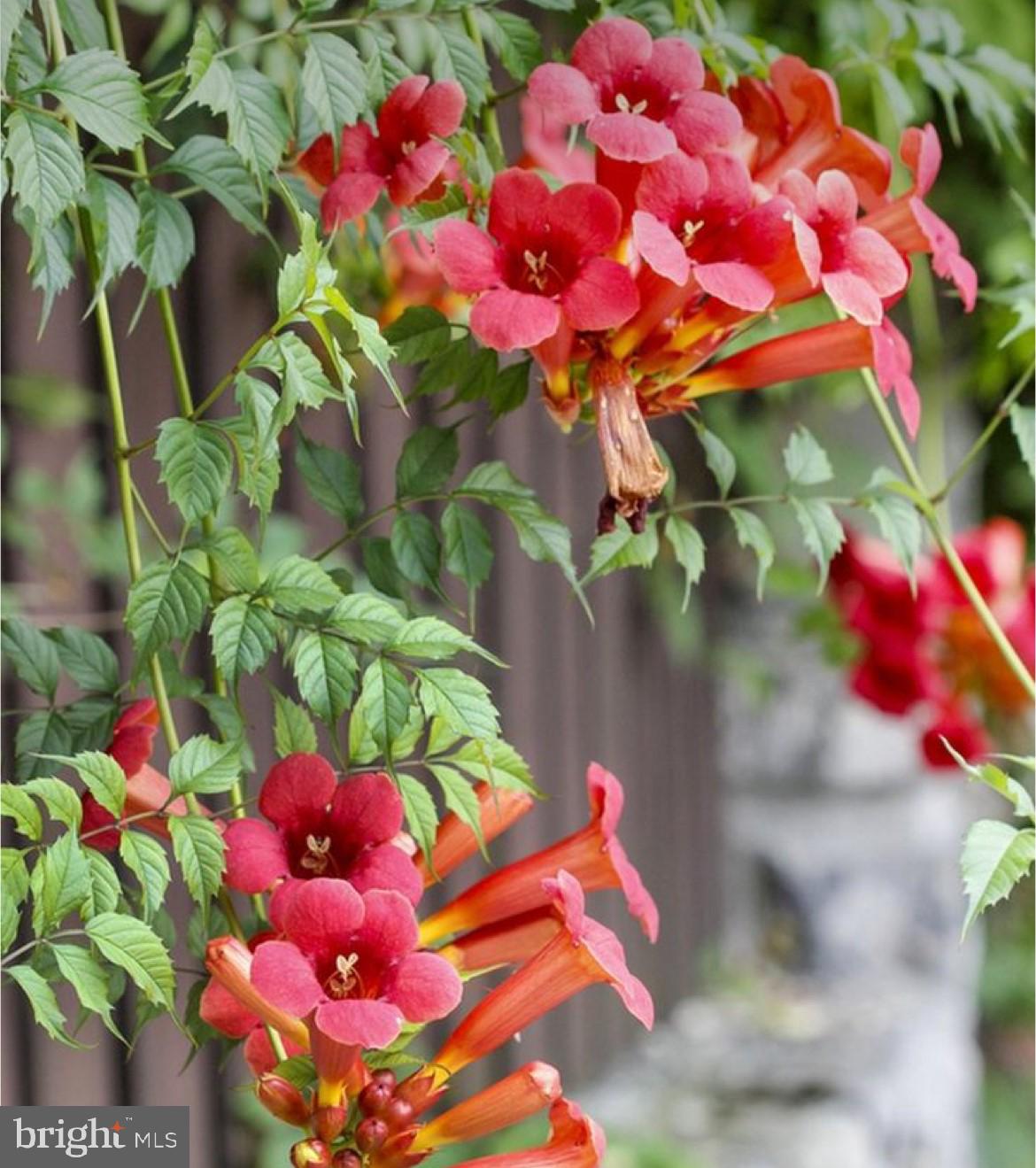 HILLCREST MDWS - Residential