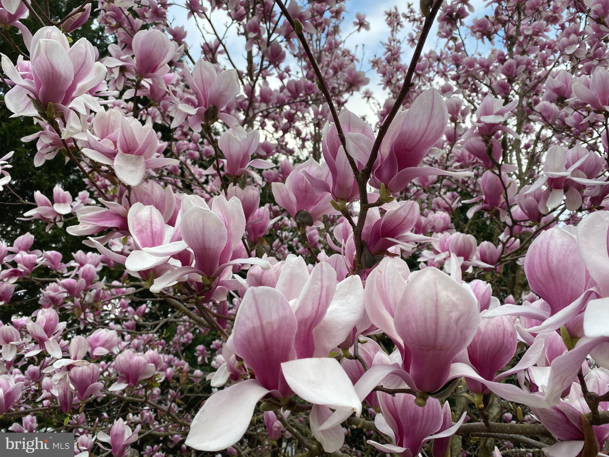 NORBECK KNOLLS - Residential