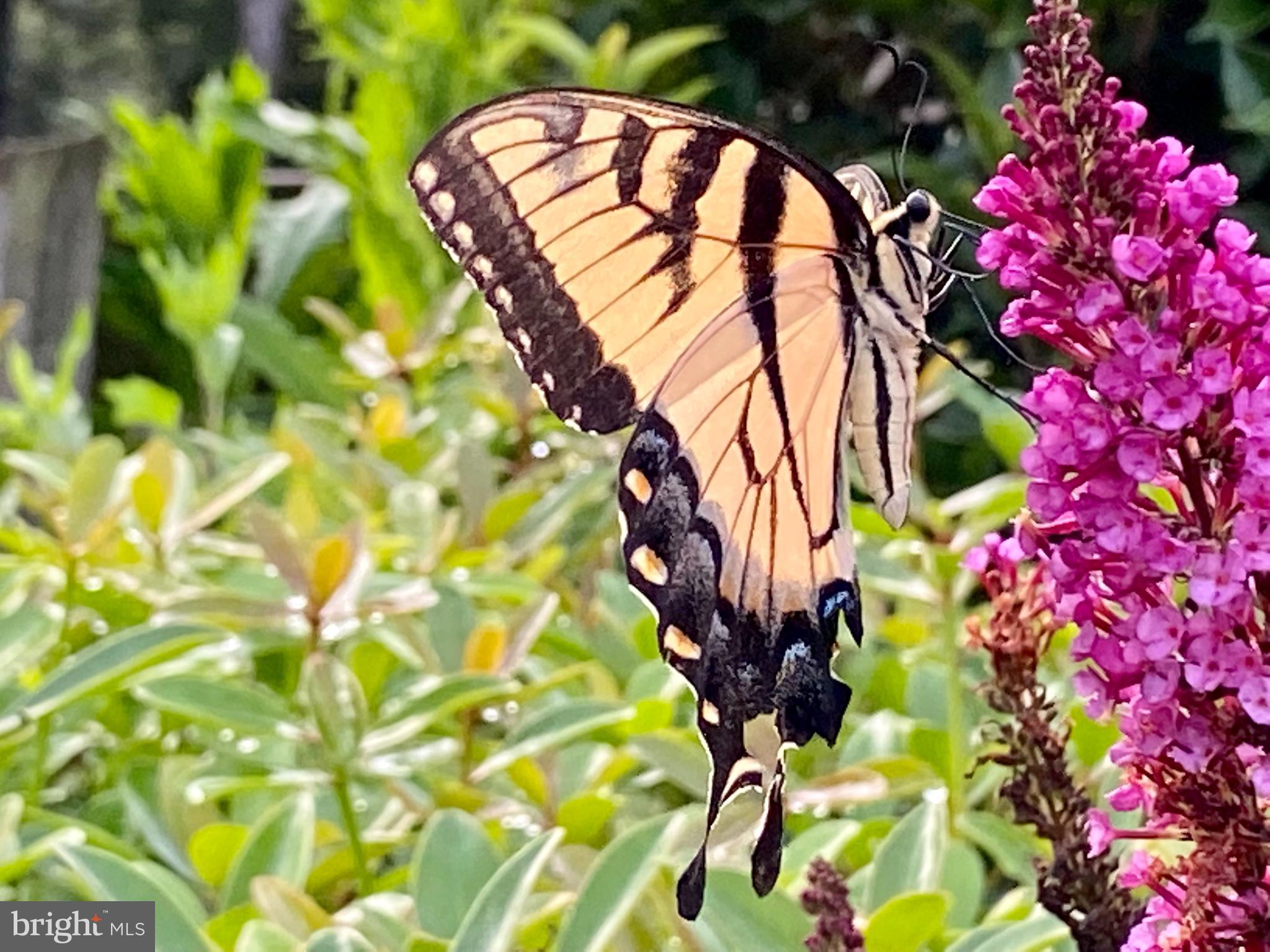 NORBECK KNOLLS - Residential