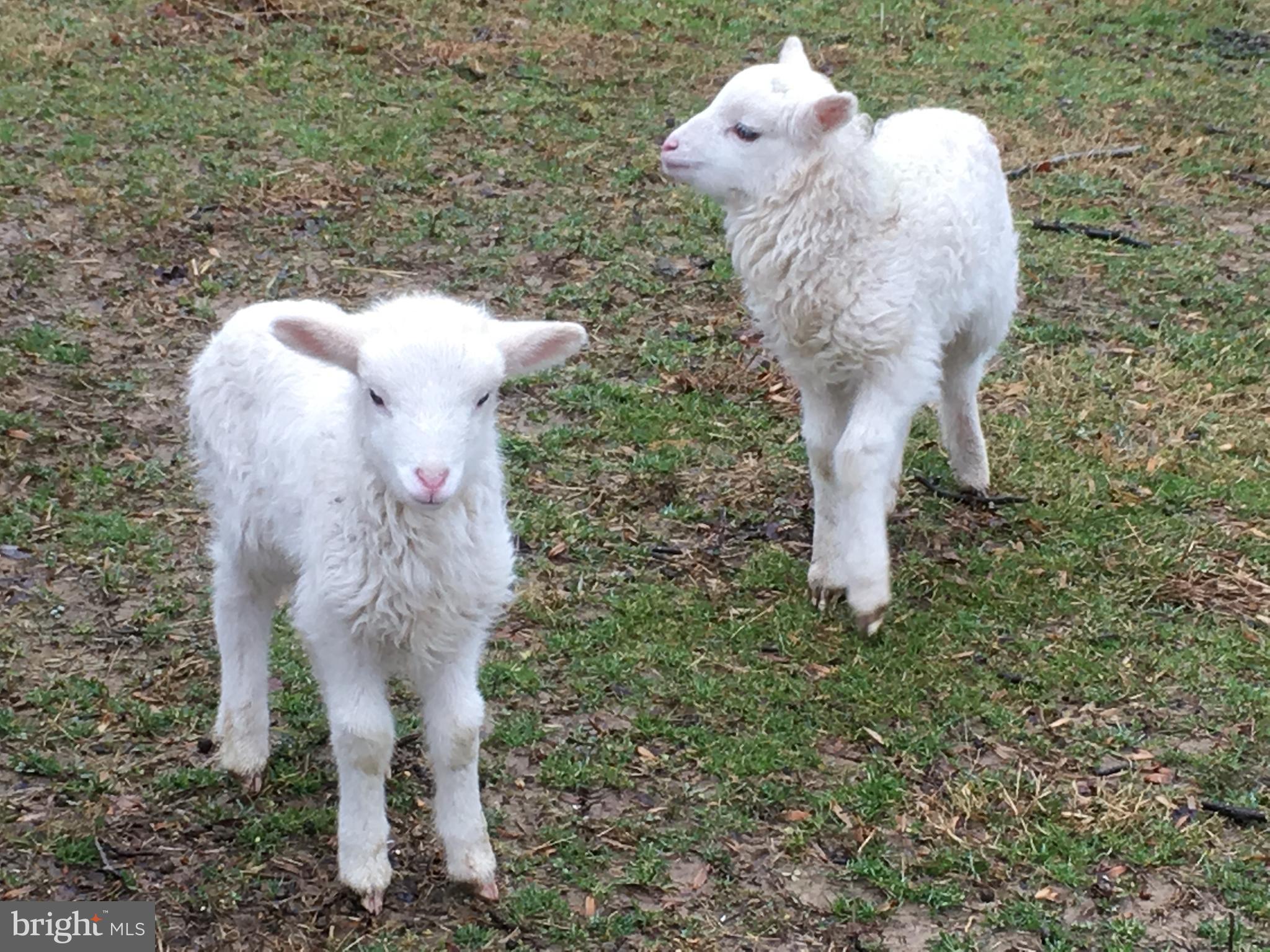 NORBECK KNOLLS - Residential