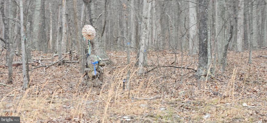 Need some space to get away to, then you might want to check out this 11.87-acre lot.  plenty of room to Hunt, Hike, Camp or Maybe Build that Dream Home. expired perc test for 3-bedroom septic system.