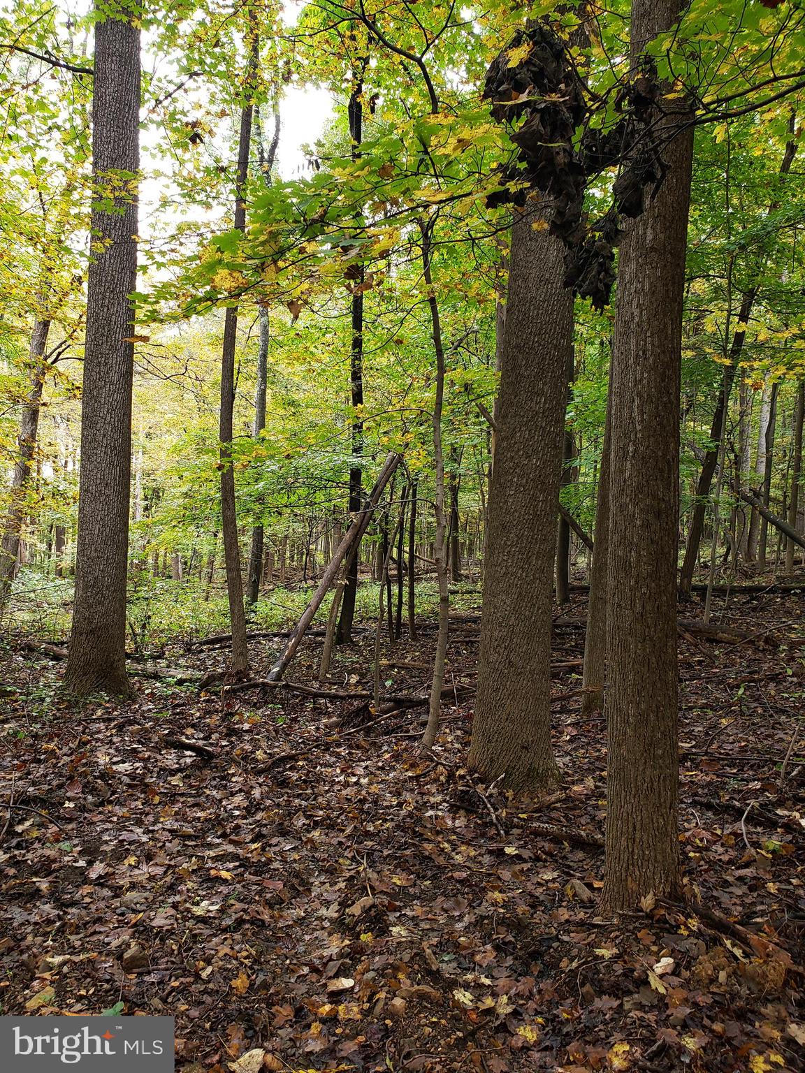 ROCK GAP WOODS - Land