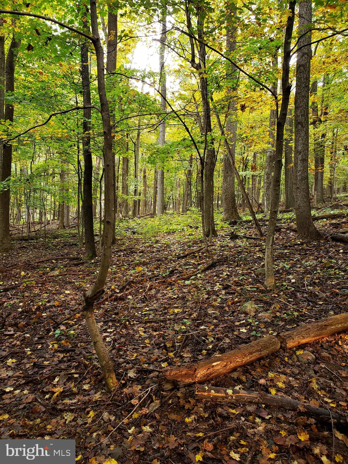 ROCK GAP WOODS - Land