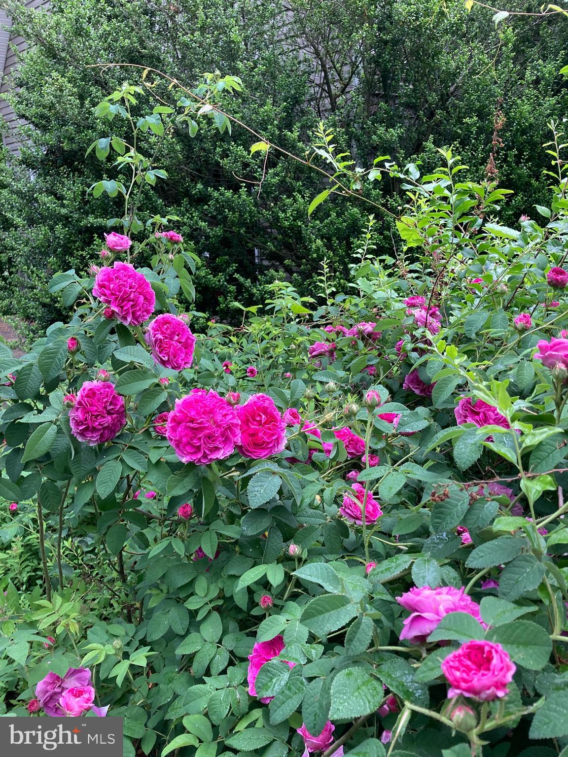 HILLS AT SNOWDEN - Residential