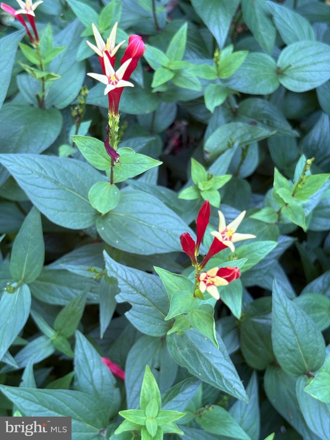 HILLS AT SNOWDEN - Residential