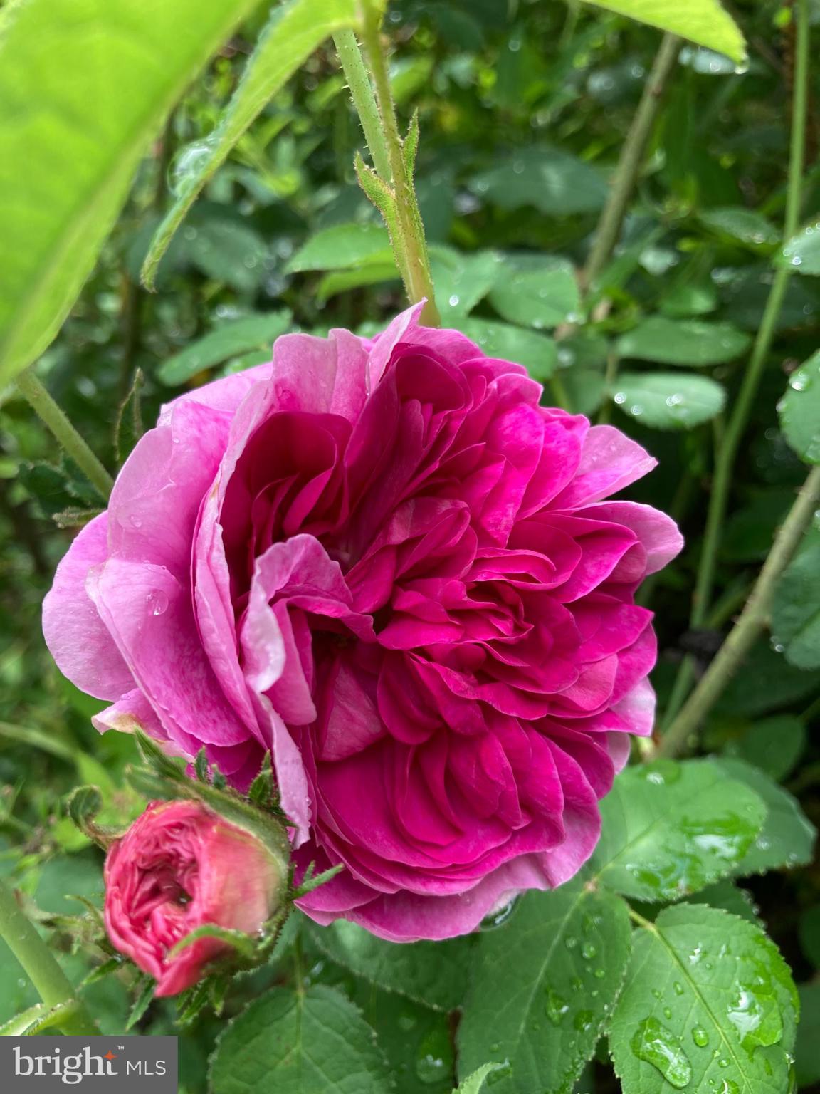 HILLS AT SNOWDEN - Residential