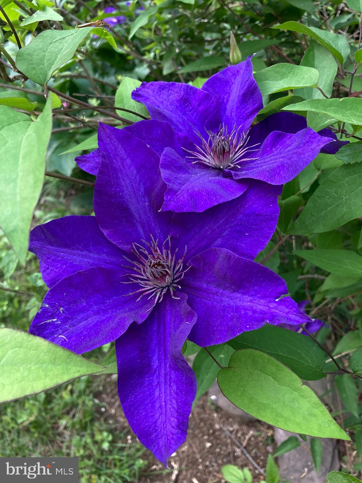 HILLS AT SNOWDEN - Residential
