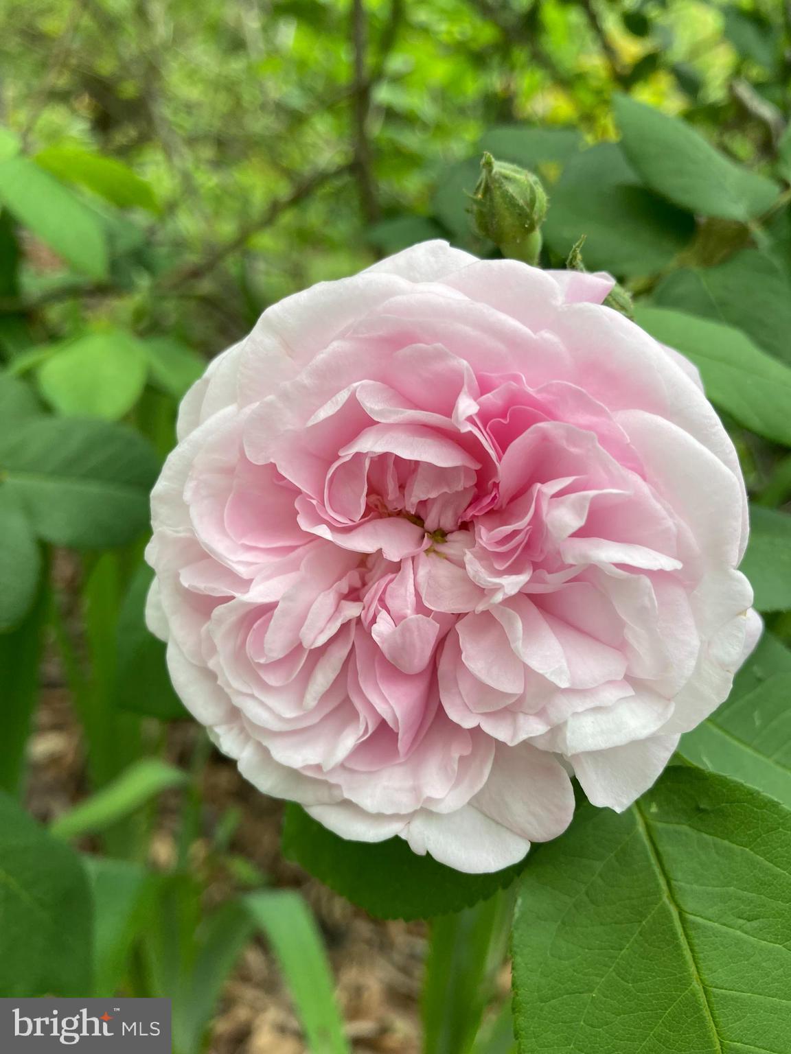 HILLS AT SNOWDEN - Residential