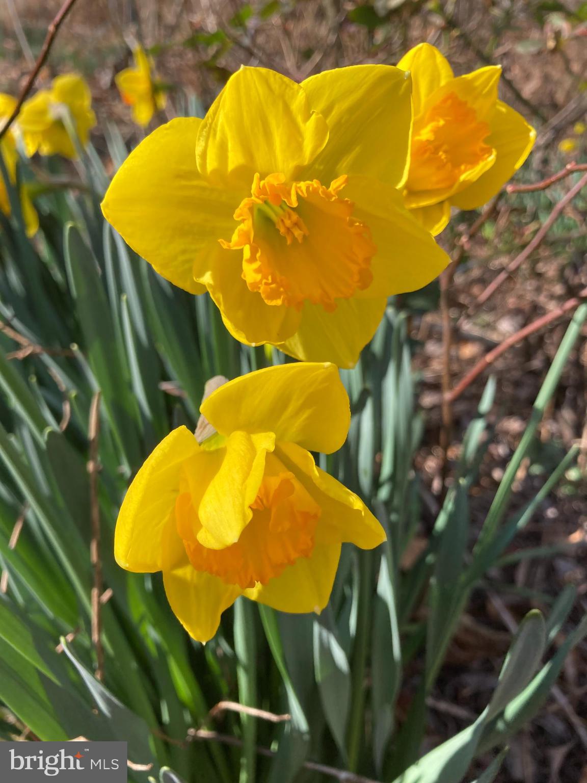 HILLS AT SNOWDEN - Residential