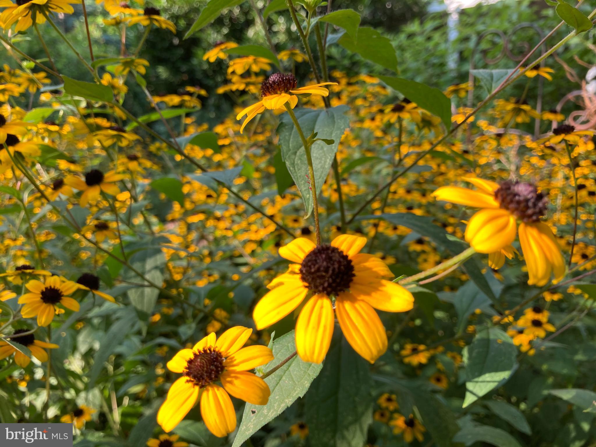 HILLS AT SNOWDEN - Residential