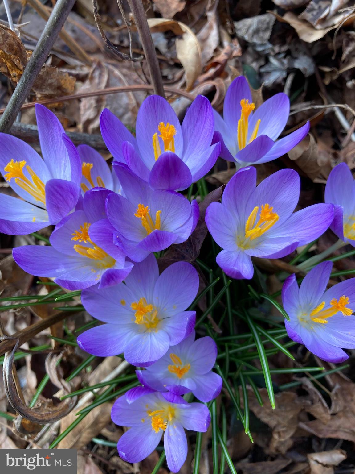 HILLS AT SNOWDEN - Residential
