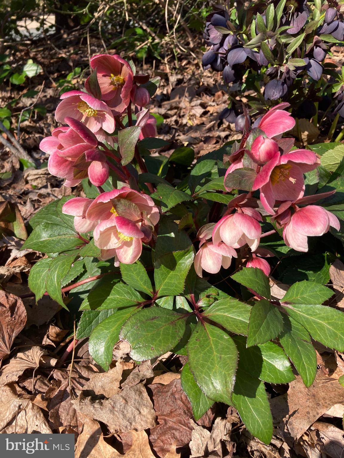 HILLS AT SNOWDEN - Residential