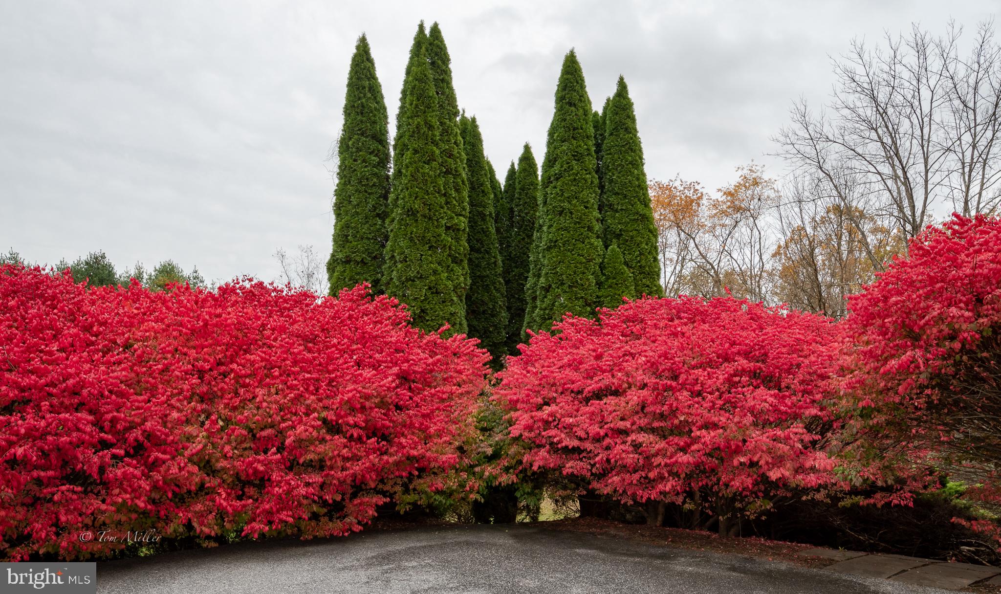 BEE TREE MILL - Residential