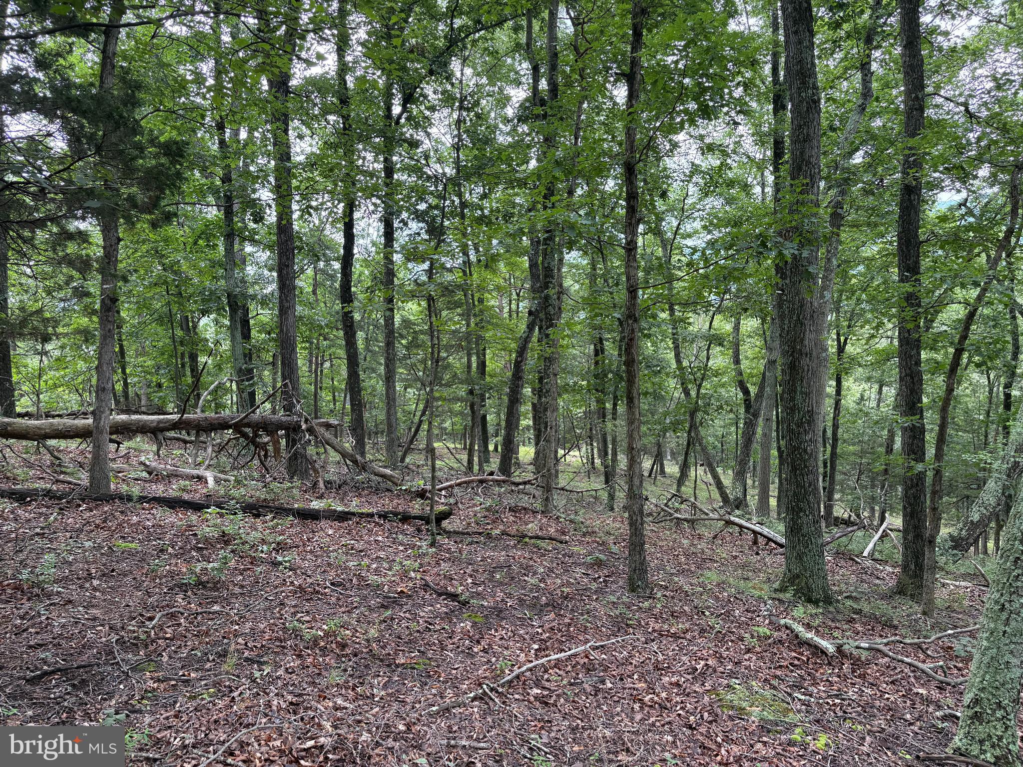 CEDAR GROVE ESTATES - Land