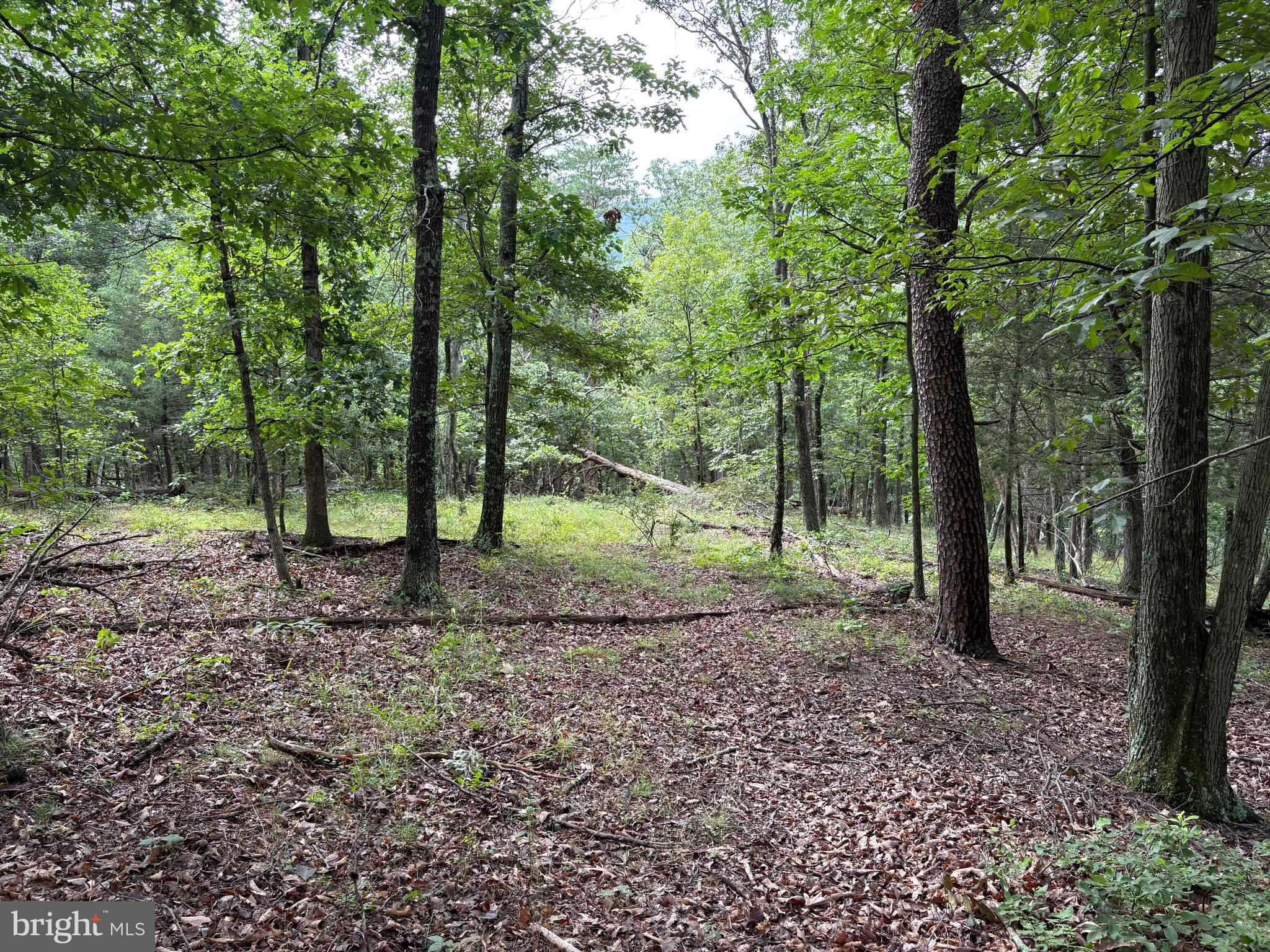 CEDAR GROVE ESTATES - Land