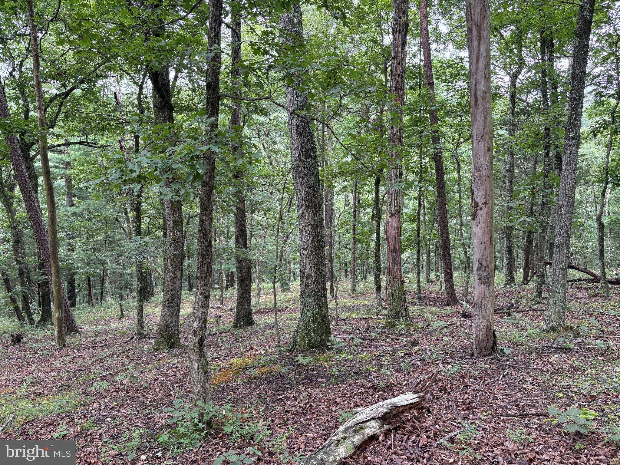 CEDAR GROVE ESTATES - Land