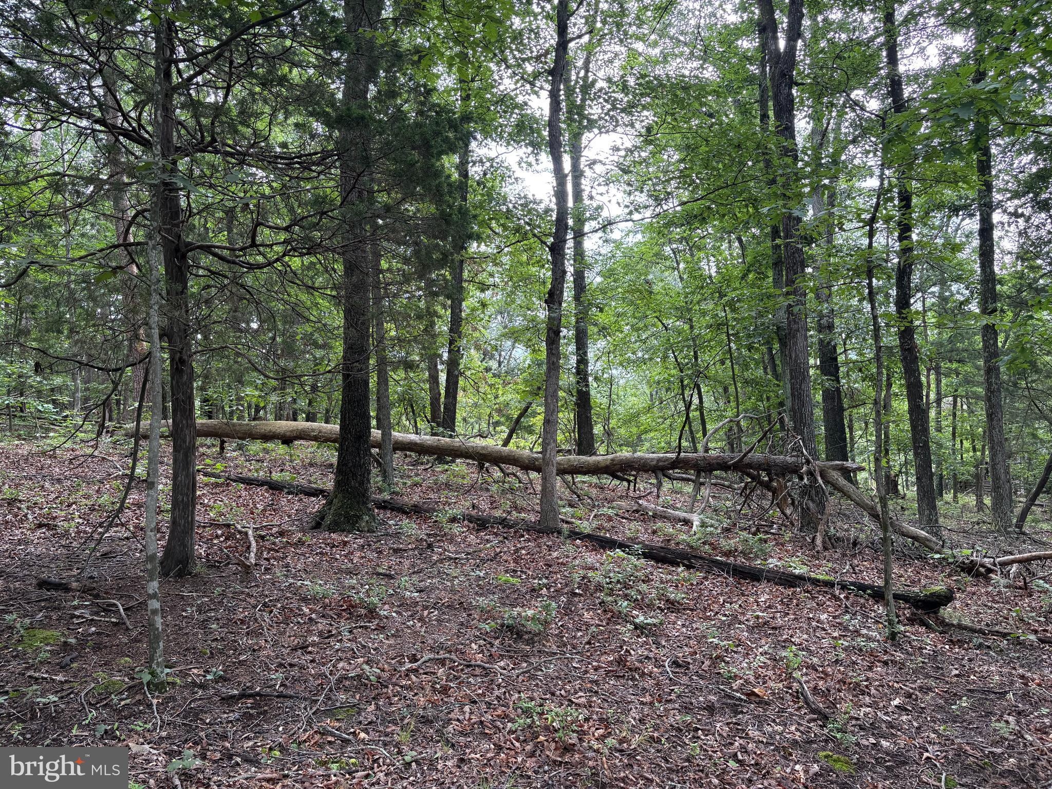 CEDAR GROVE ESTATES - Land