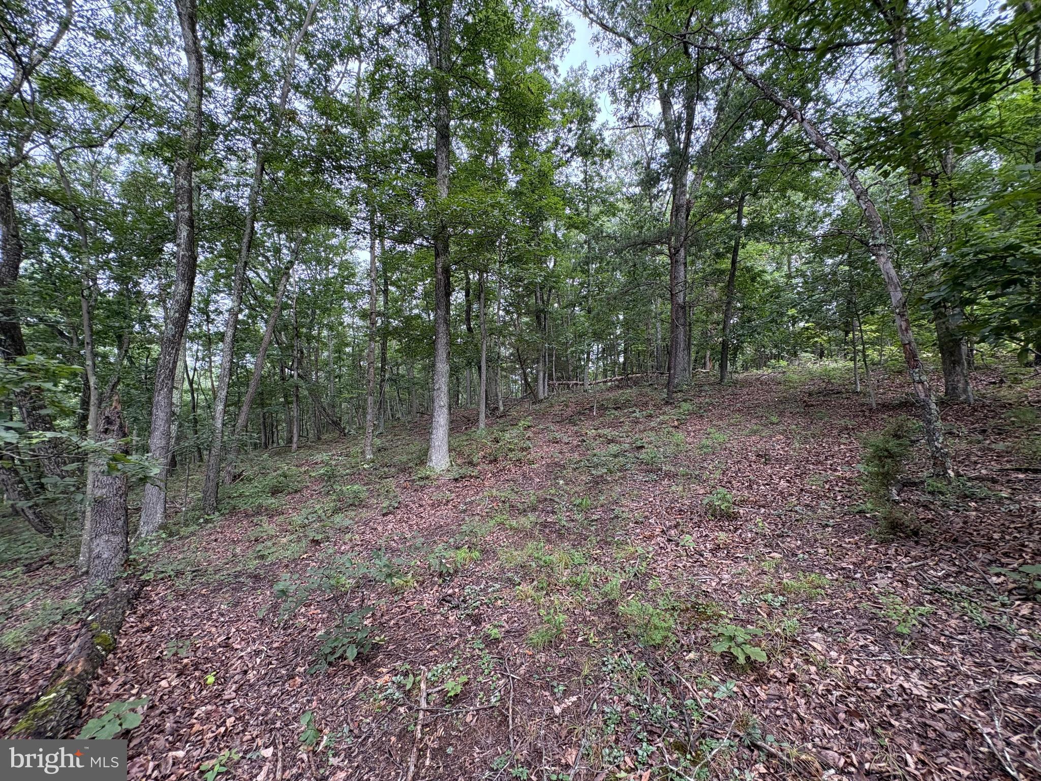 CEDAR GROVE ESTATES - Land