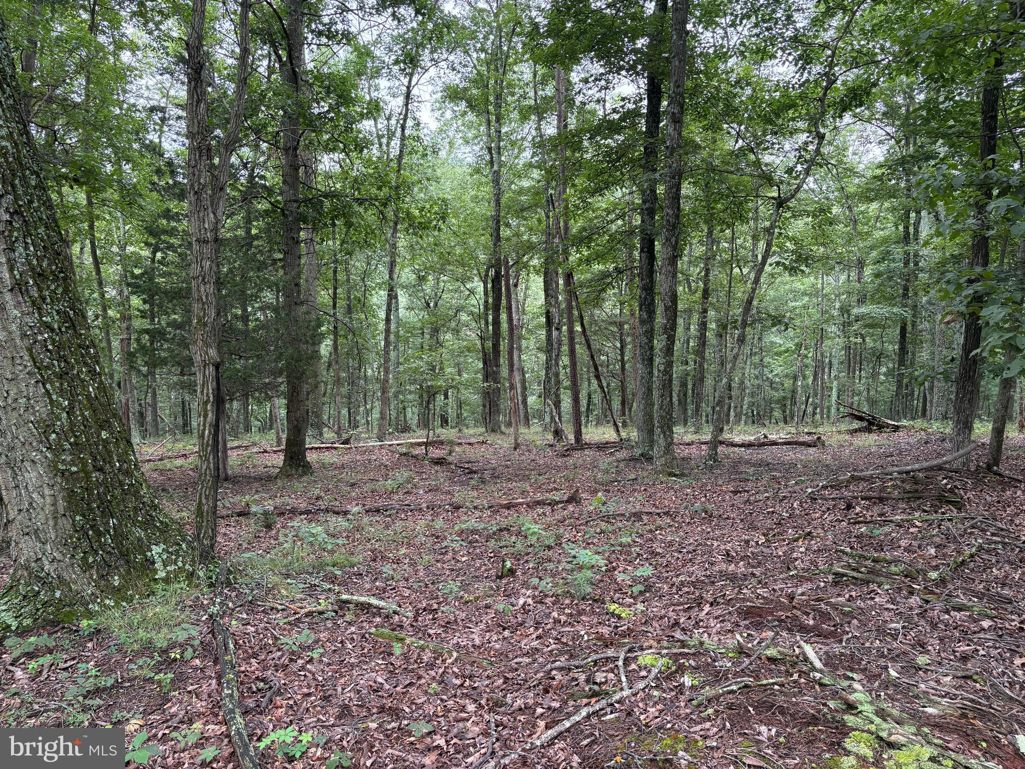 9.31 AC PINE TREE DRIVE