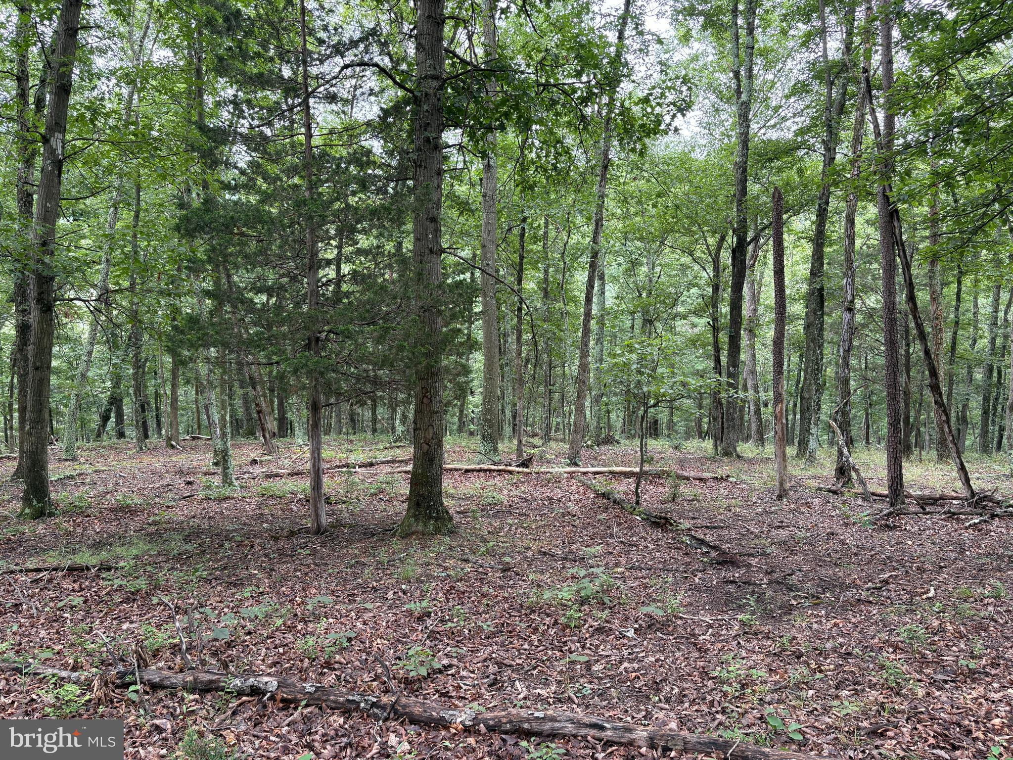 CEDAR GROVE ESTATES - Land