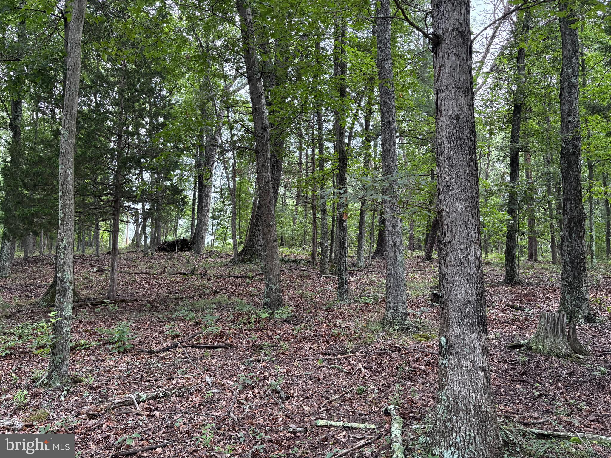 CEDAR GROVE ESTATES - Land