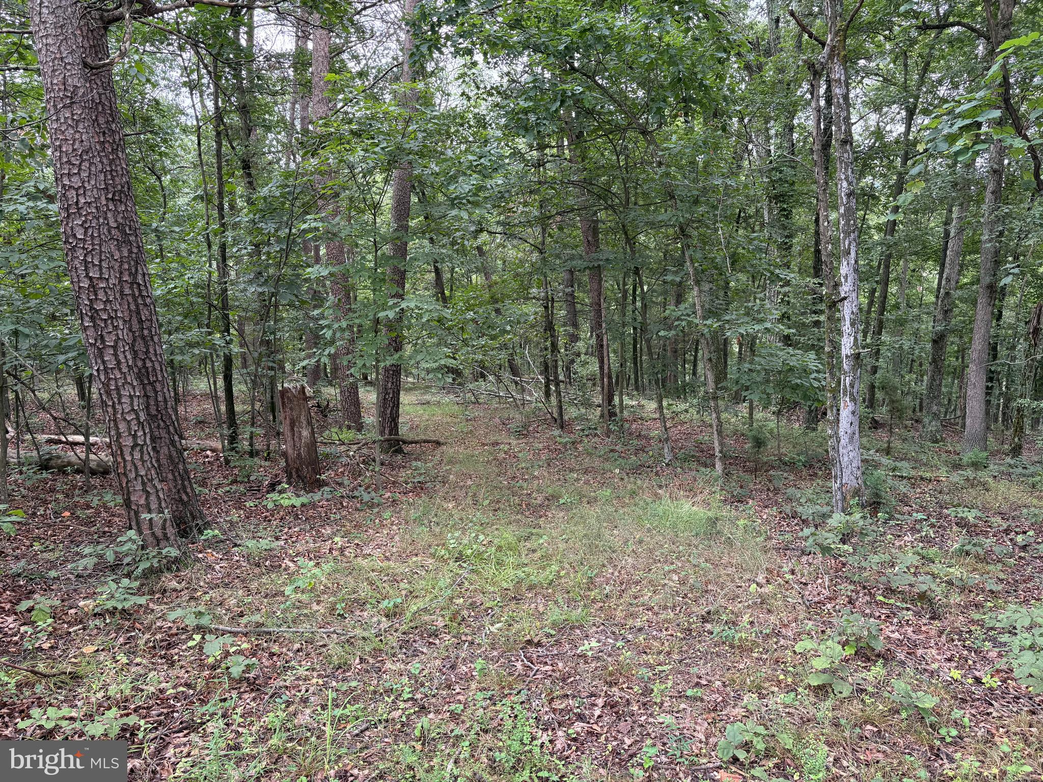 9.31 AC PINE TREE DRIVE