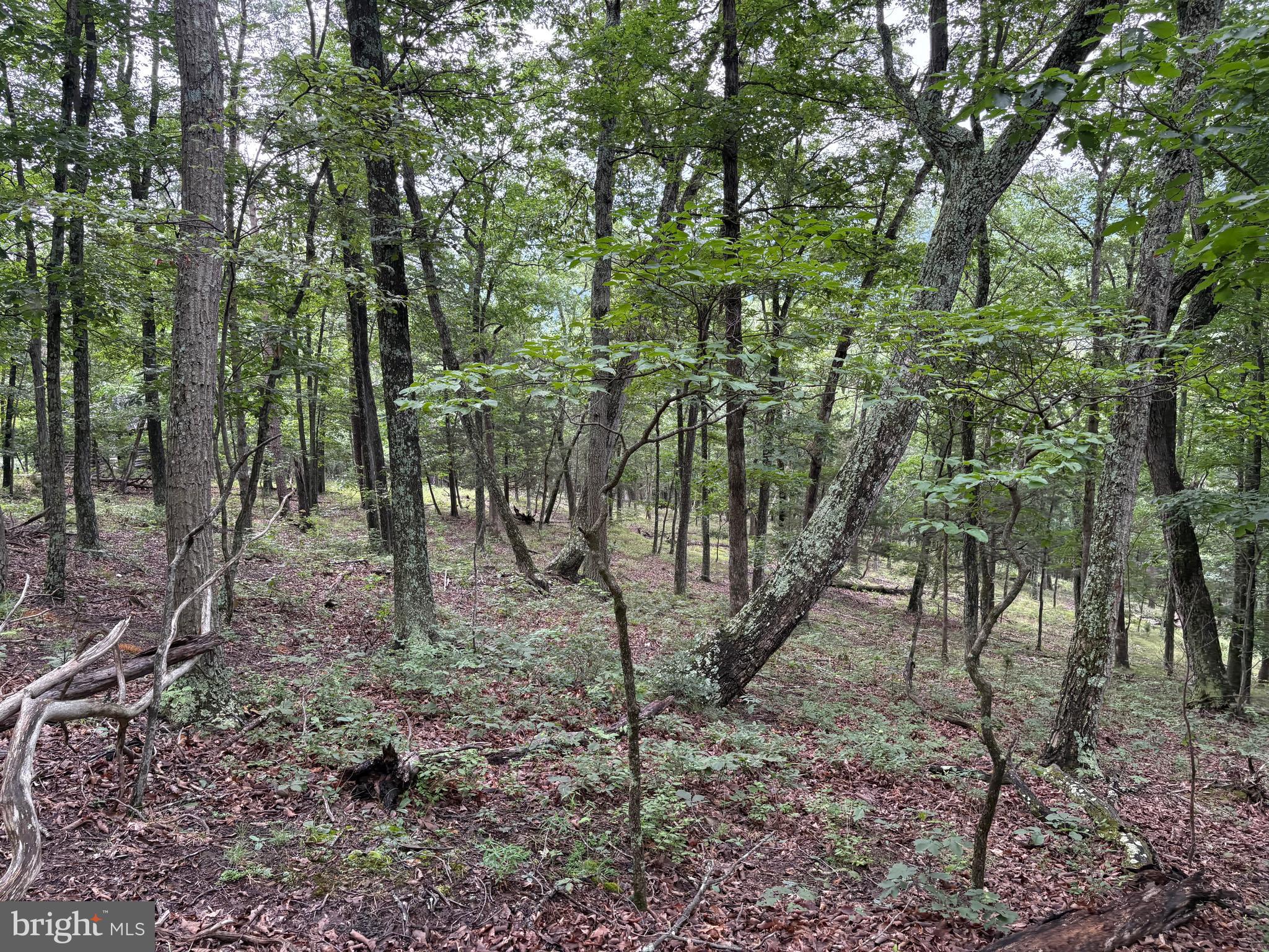 CEDAR GROVE ESTATES - Land