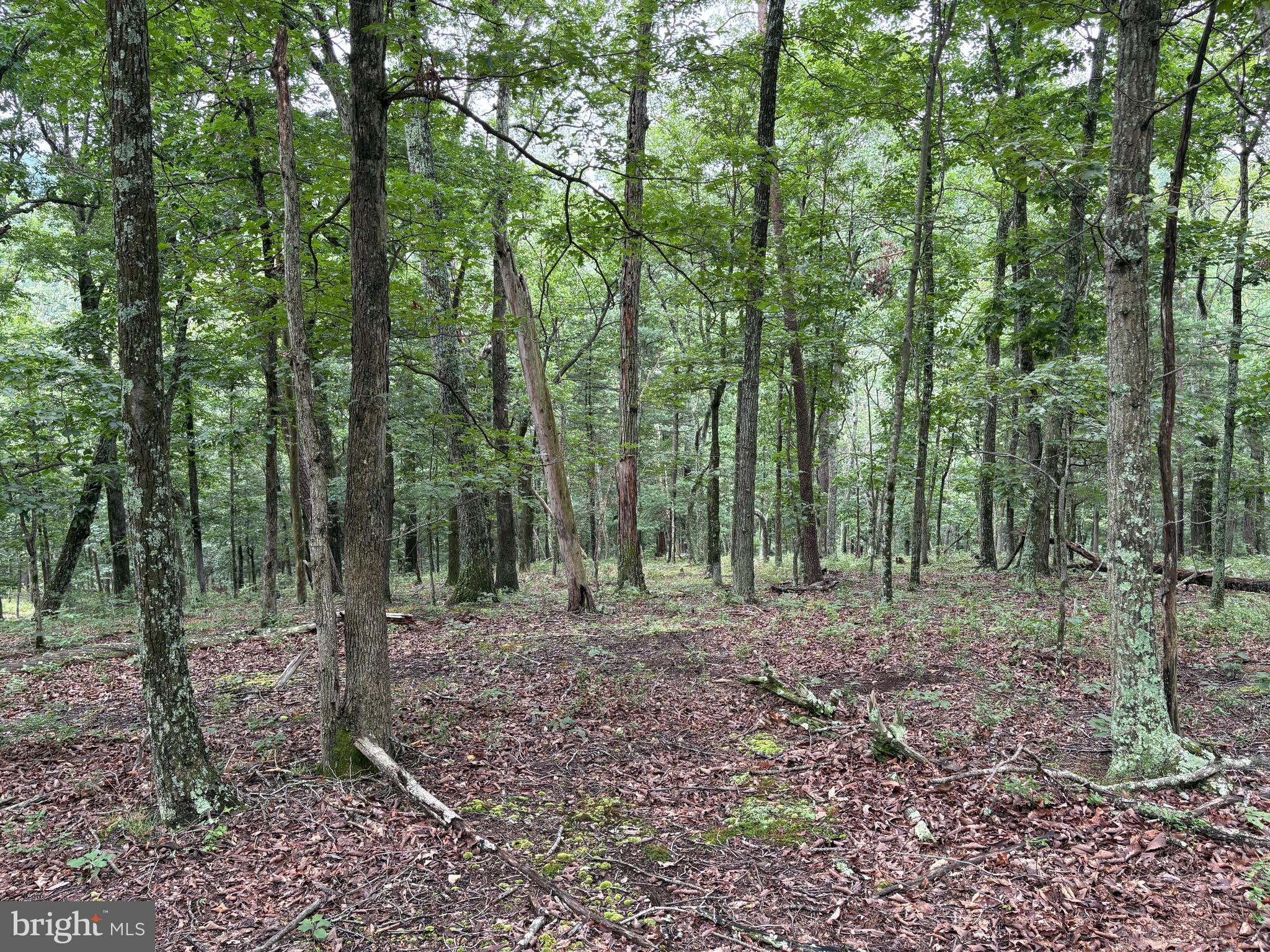 CEDAR GROVE ESTATES - Land