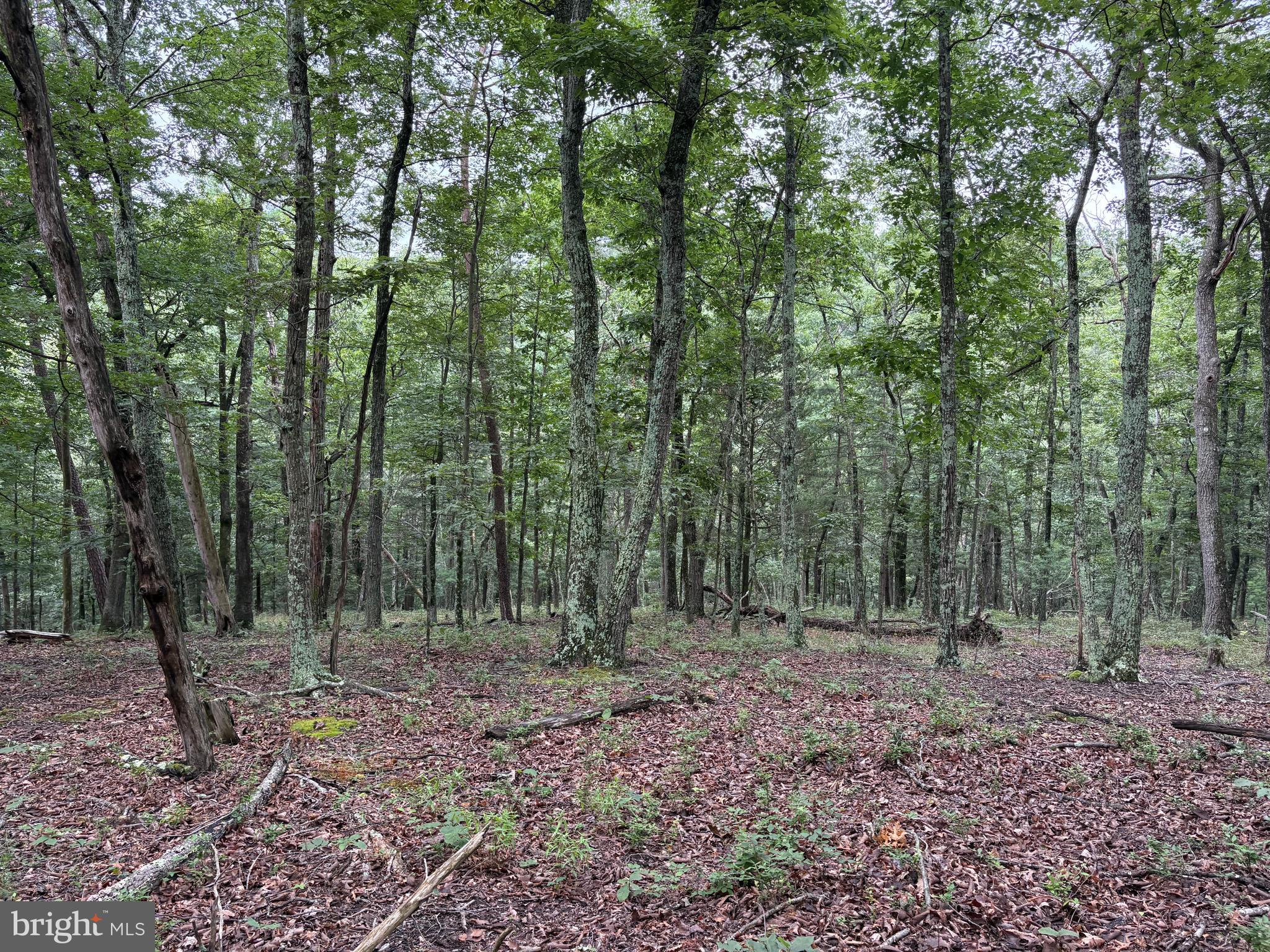 CEDAR GROVE ESTATES - Land