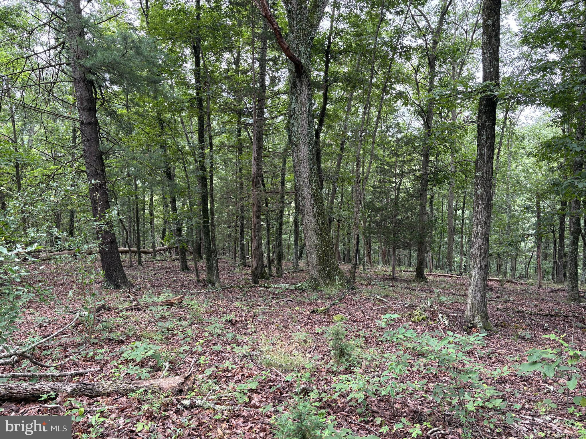 9.31 AC PINE TREE DRIVE