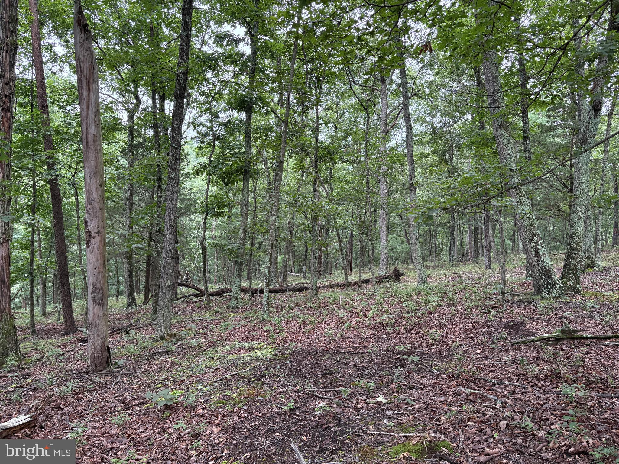 CEDAR GROVE ESTATES - Land