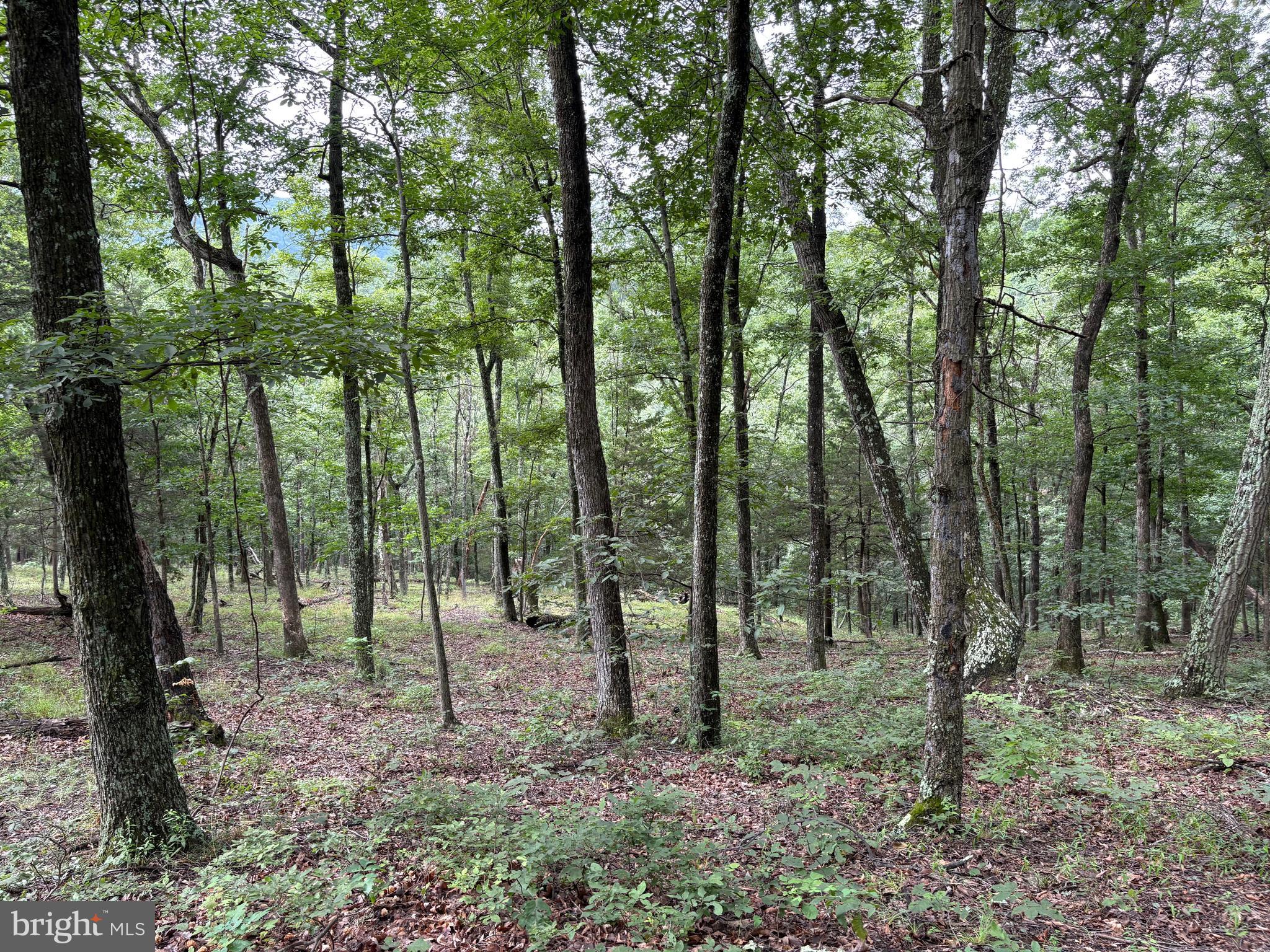 CEDAR GROVE ESTATES - Land