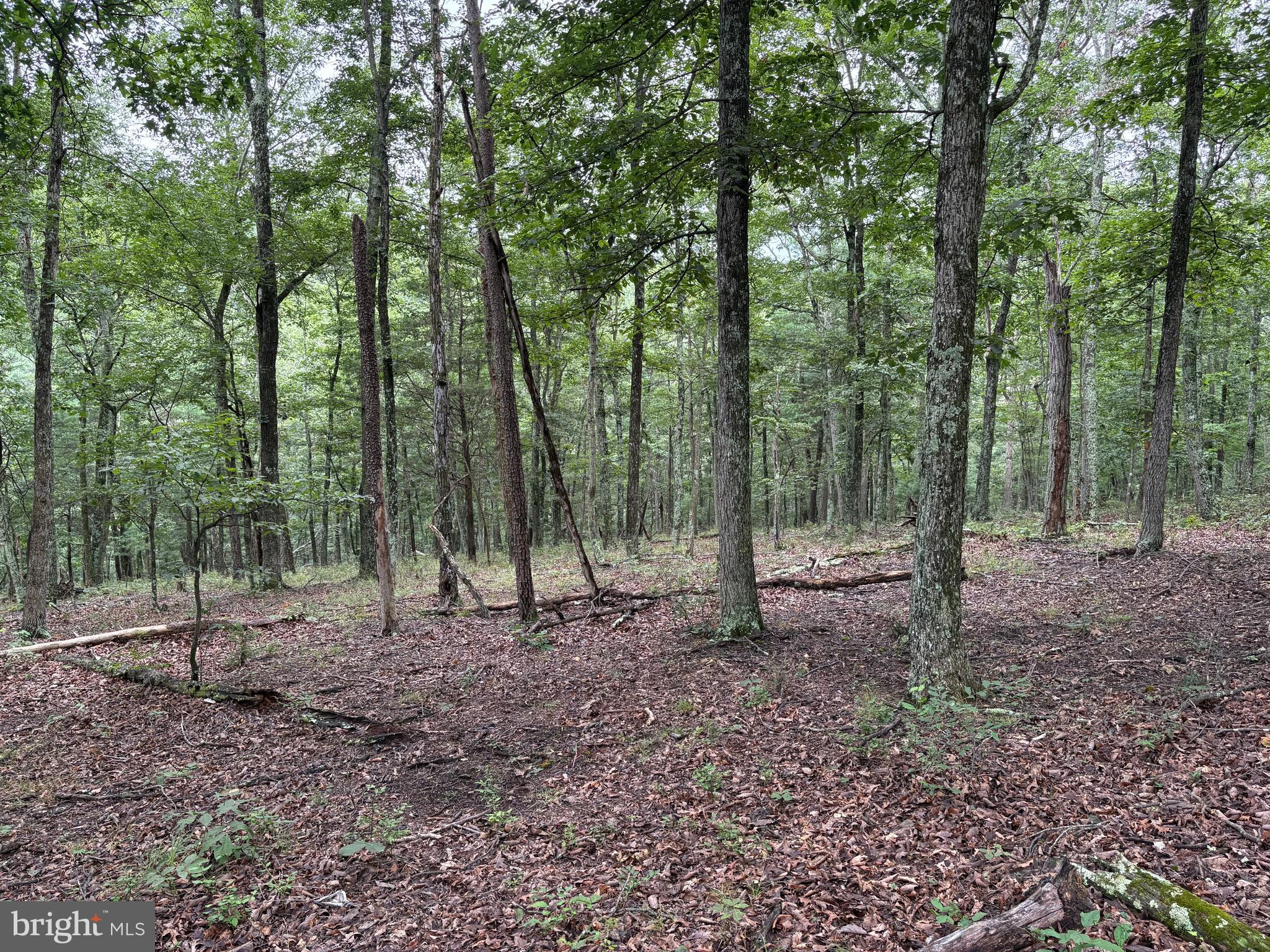 CEDAR GROVE ESTATES - Land