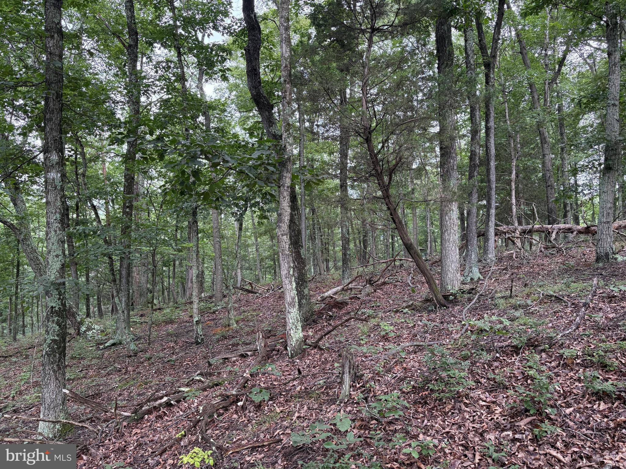 CEDAR GROVE ESTATES - Land